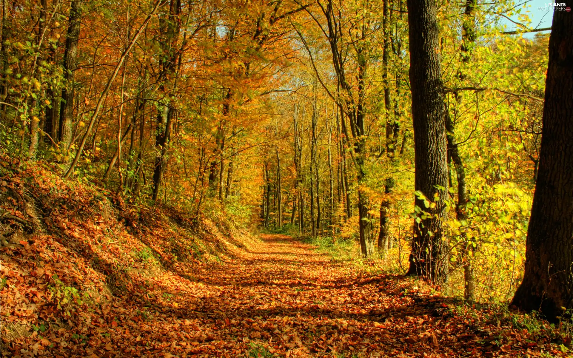 ligh, forest, fallen, flash, Leaf, autumn, Way, luminosity, sun, Przebijające