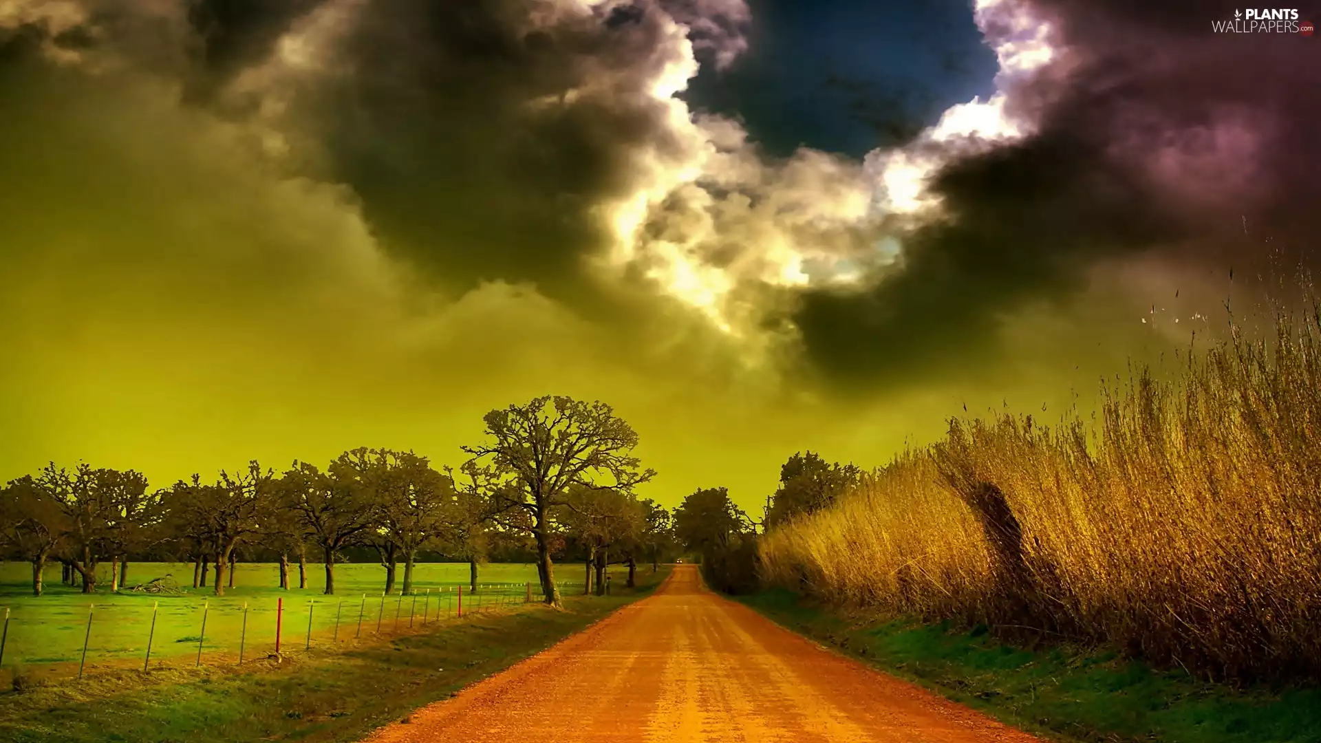 trees, clouds, field, Way, dark, viewes, corn
