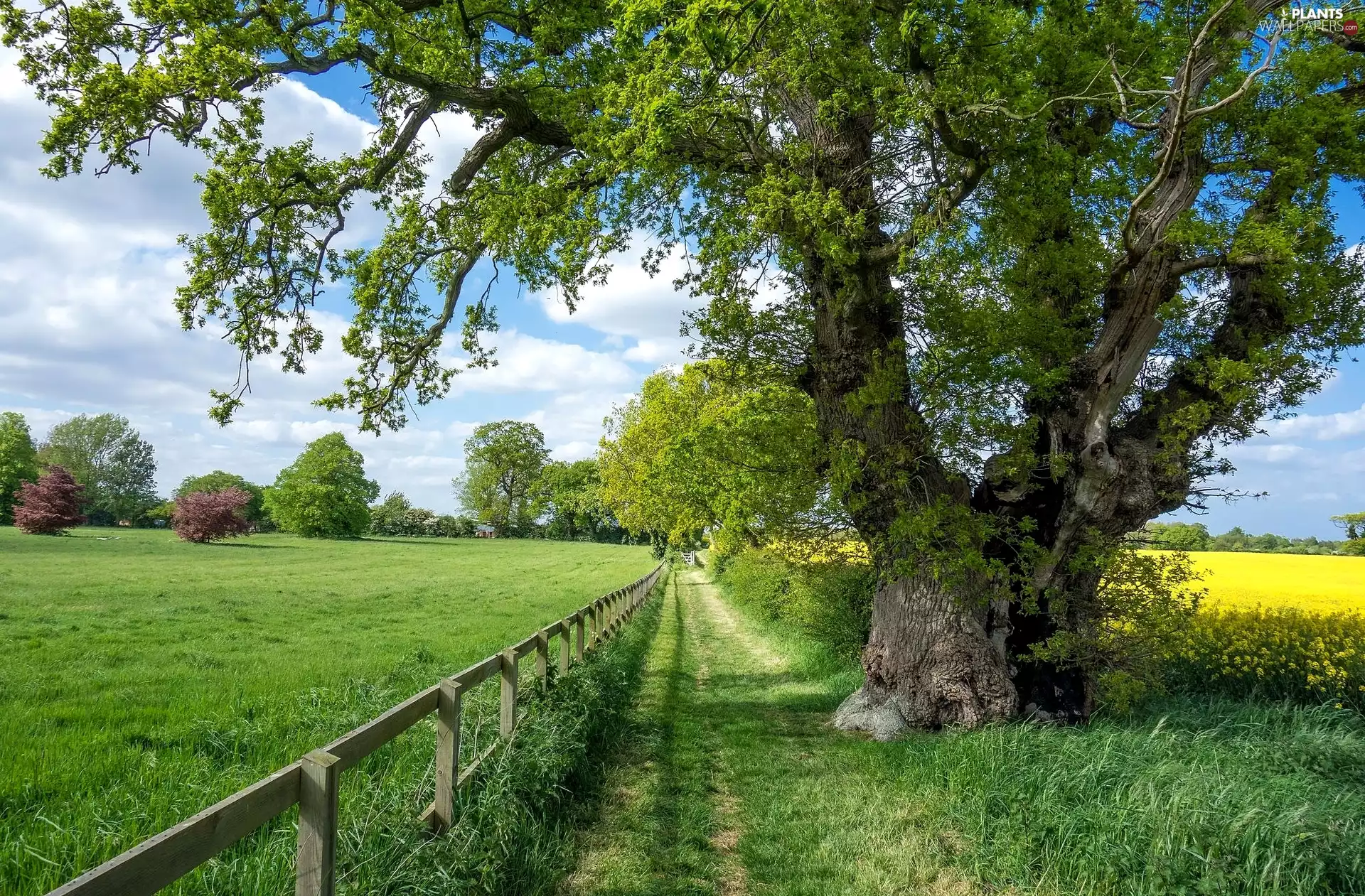 Field, trees, fence, Way