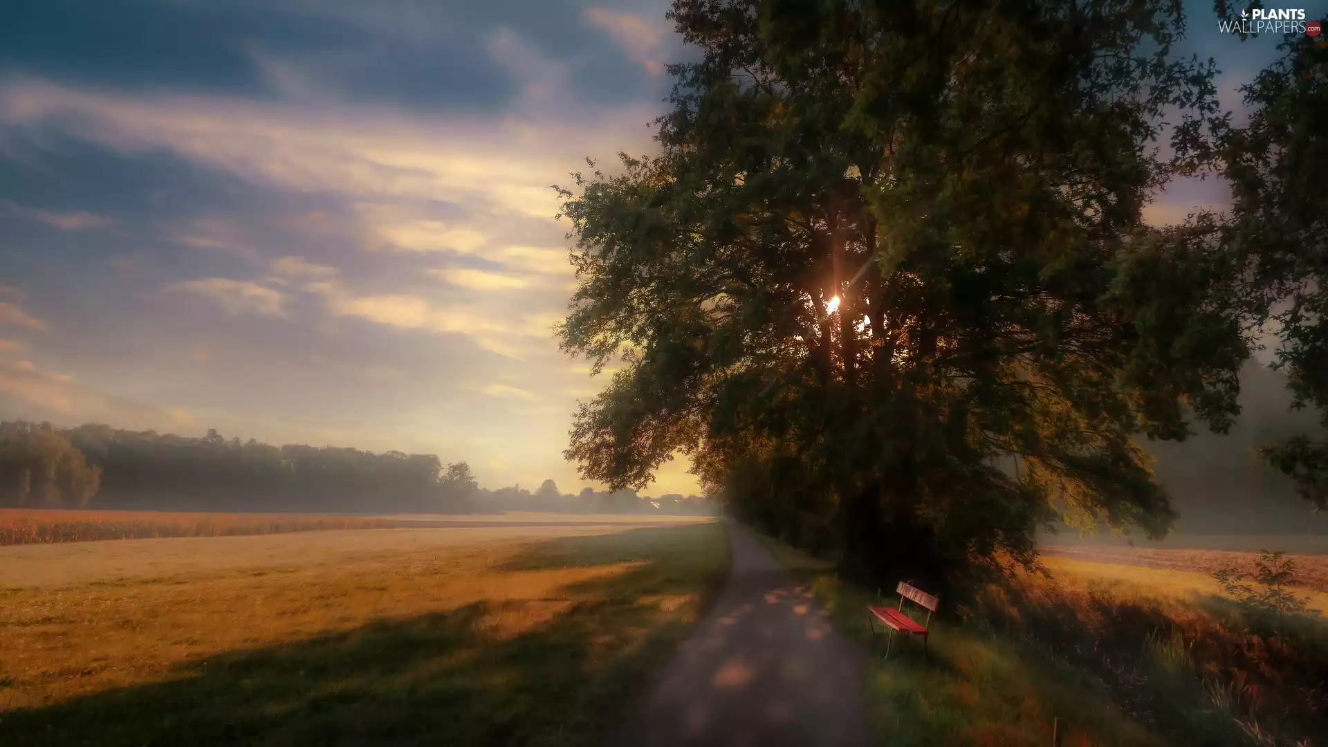 Bench, Way, field, trees, medows