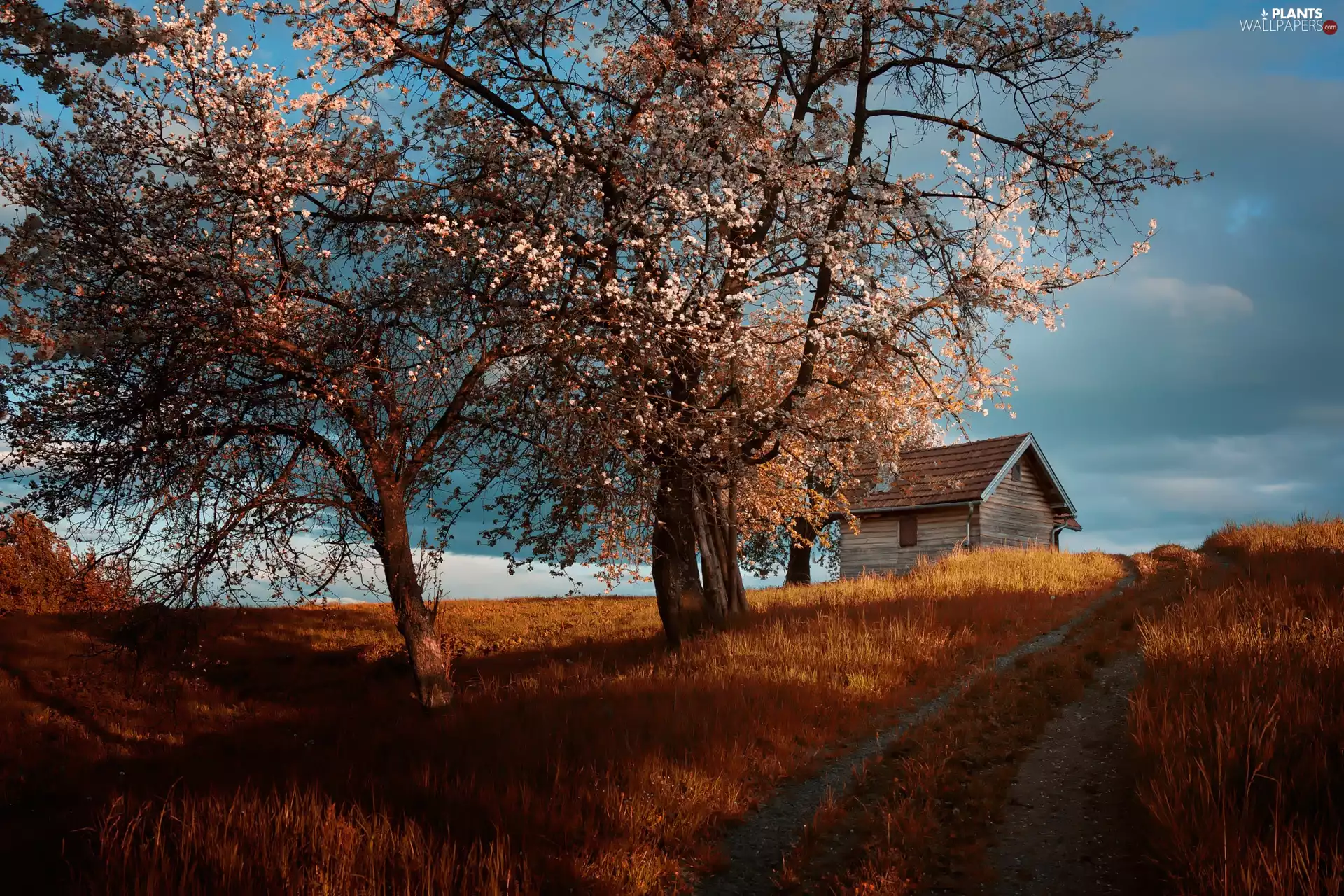 Fruit Trees, Spring, Way, house, Field