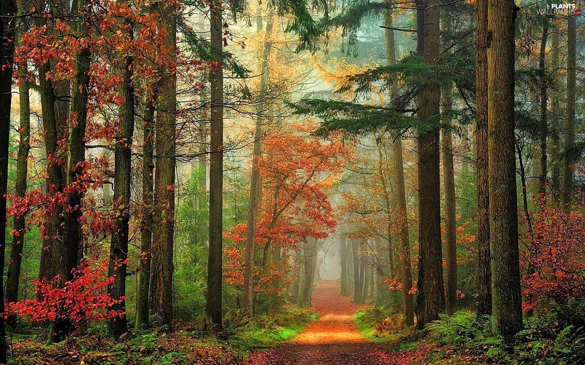 Way, forest, Przebijające, ligh, Leaf, autumn, flash, luminosity, sun