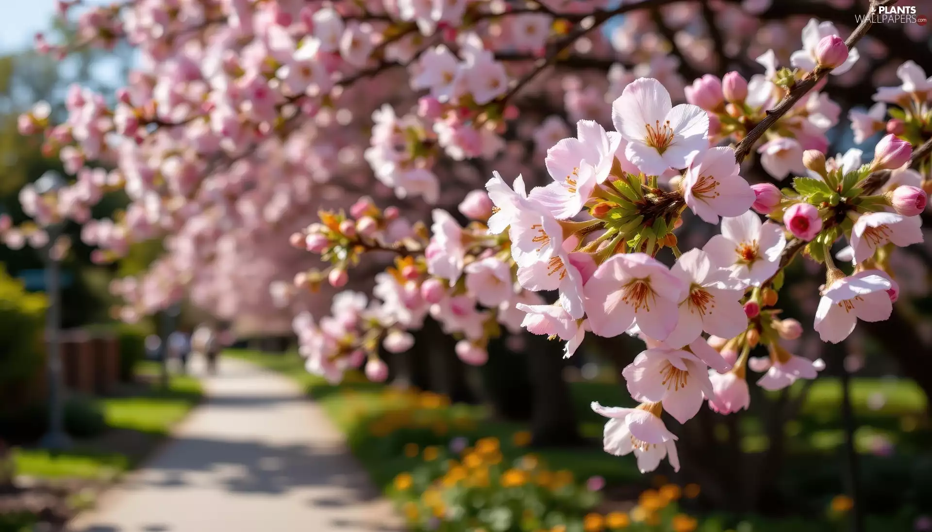 Twigs, Spring, Flowers, Way, Pink, Fruit Trees