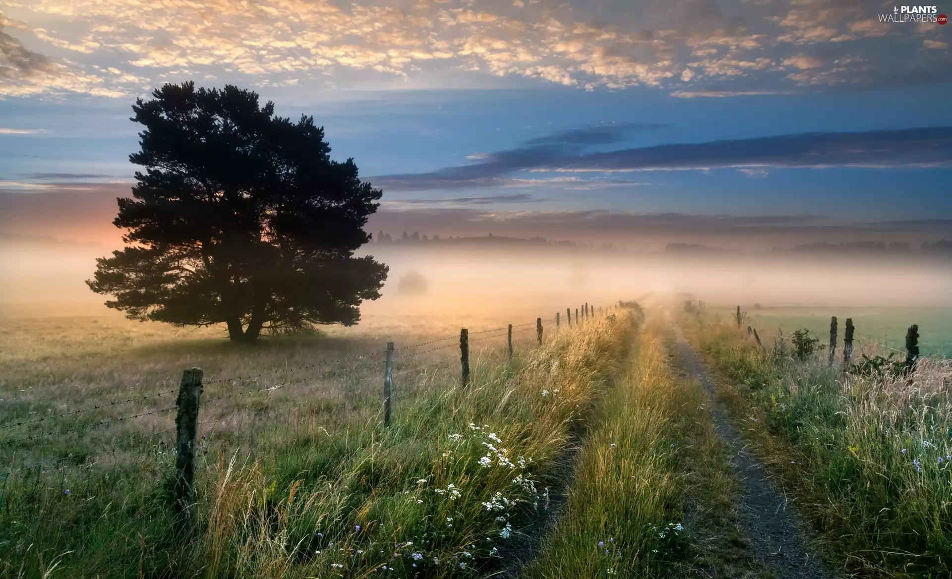Way, trees, Field, medows, Sunrise, clouds, Fog, morning, grass