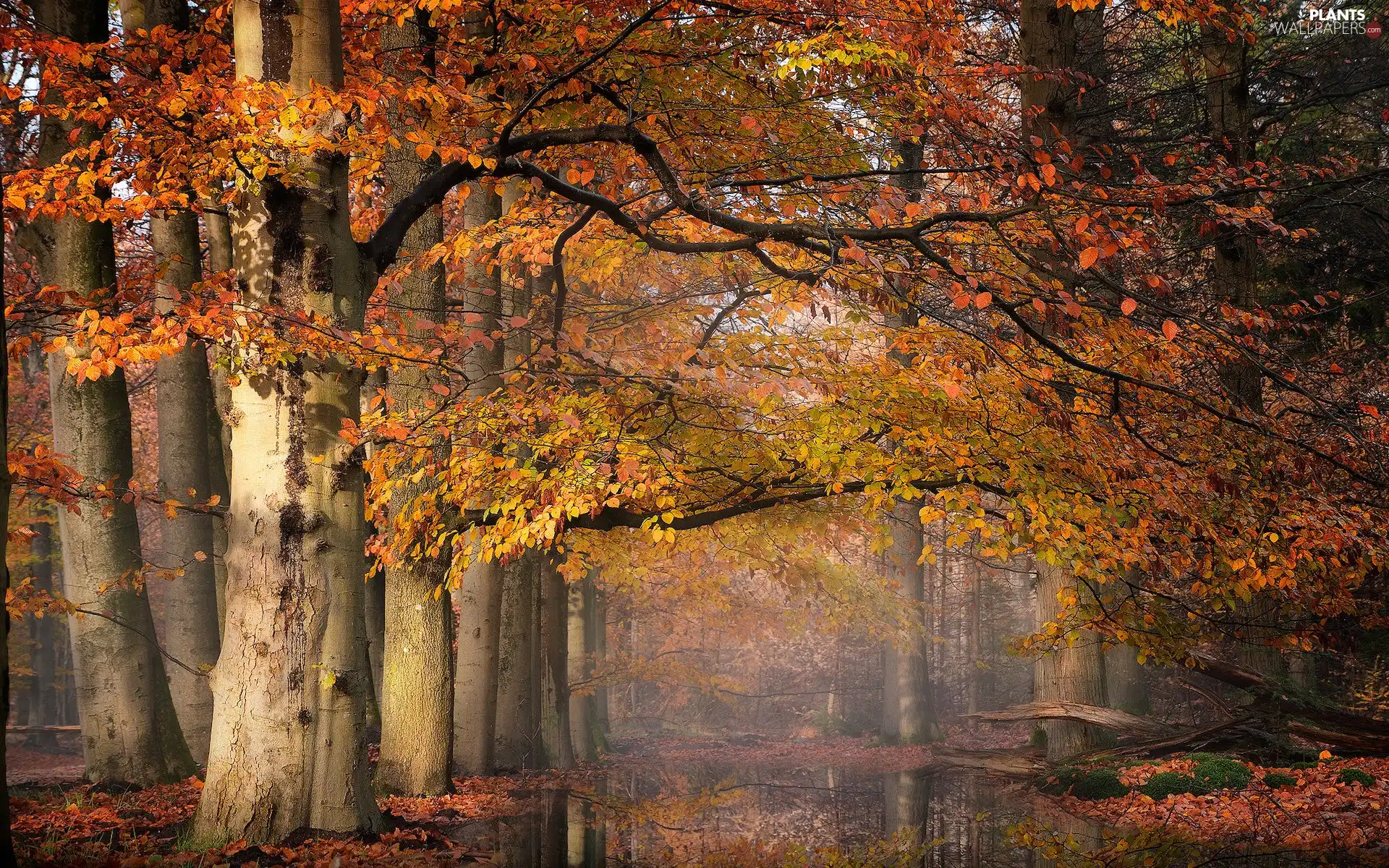 viewes, color, Fog, autumn, puddle, trees, forest, Way