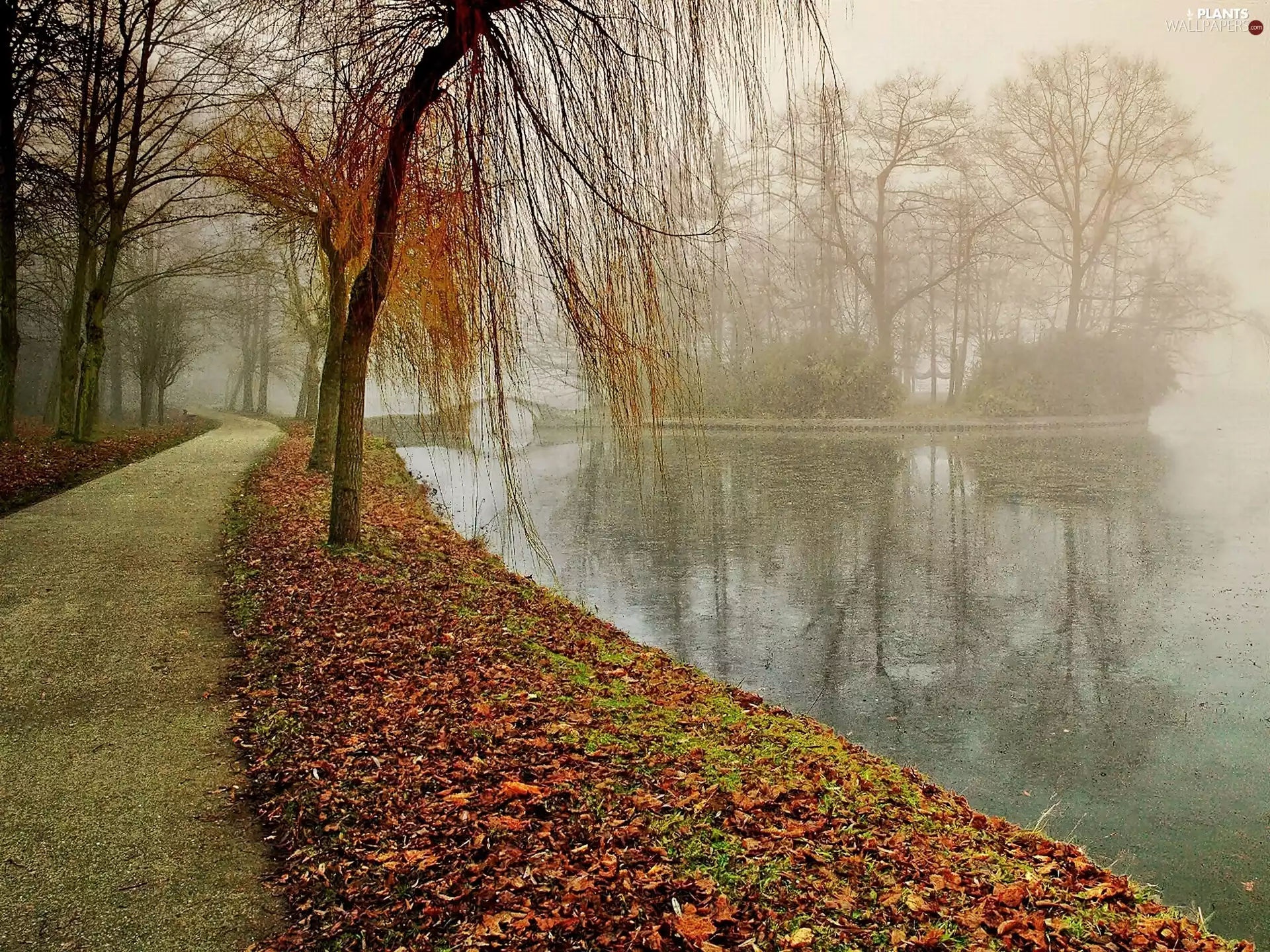 Way, Park, Pond - car, Island, fallen, Leaf, autumn, Fog, bridge