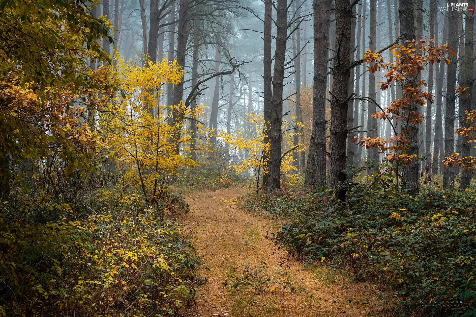forest, autumn, viewes, Way, trees, Fog