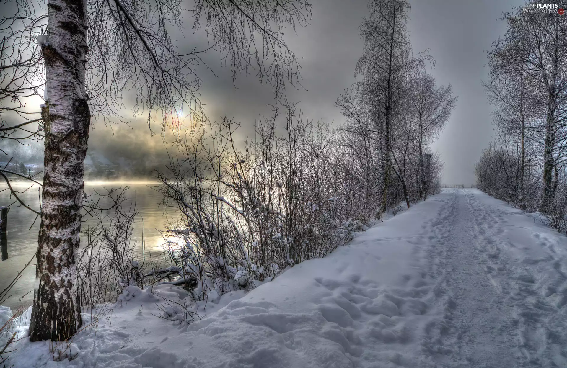 trees, viewes, Fog, Bush, lake, snow, winter, Way