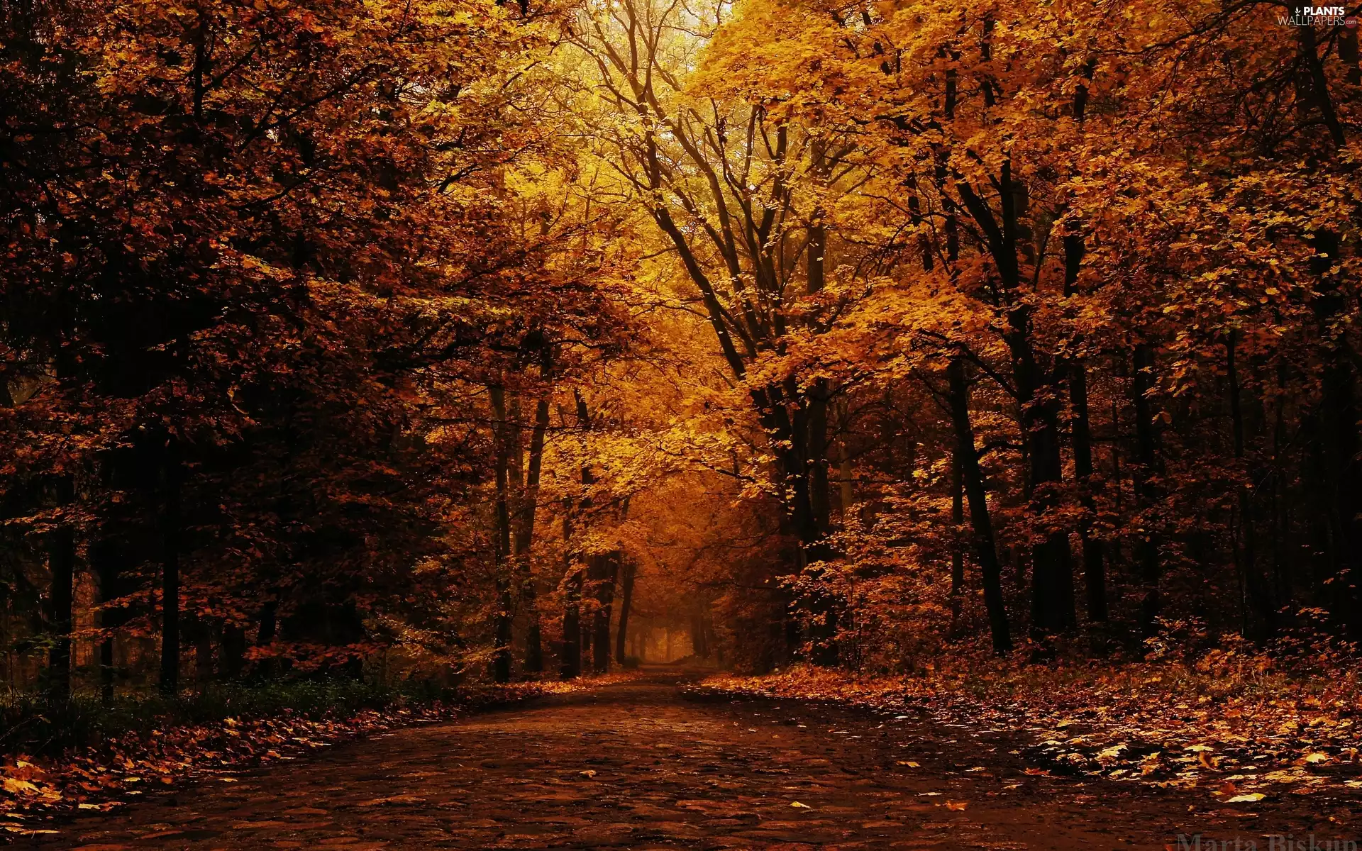 forest, Leaf, autumn, Way