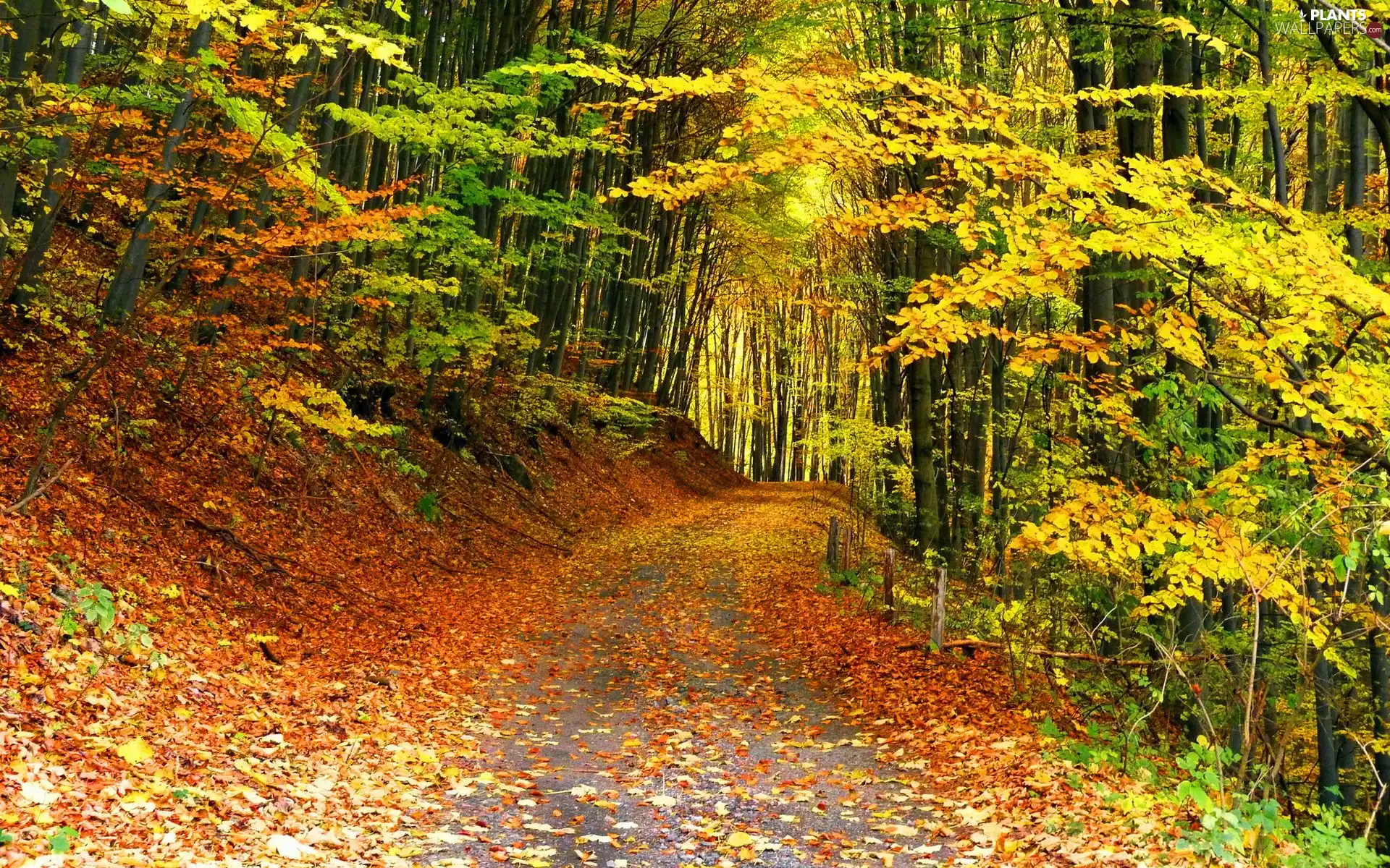 forest, Leaf, autumn, Way
