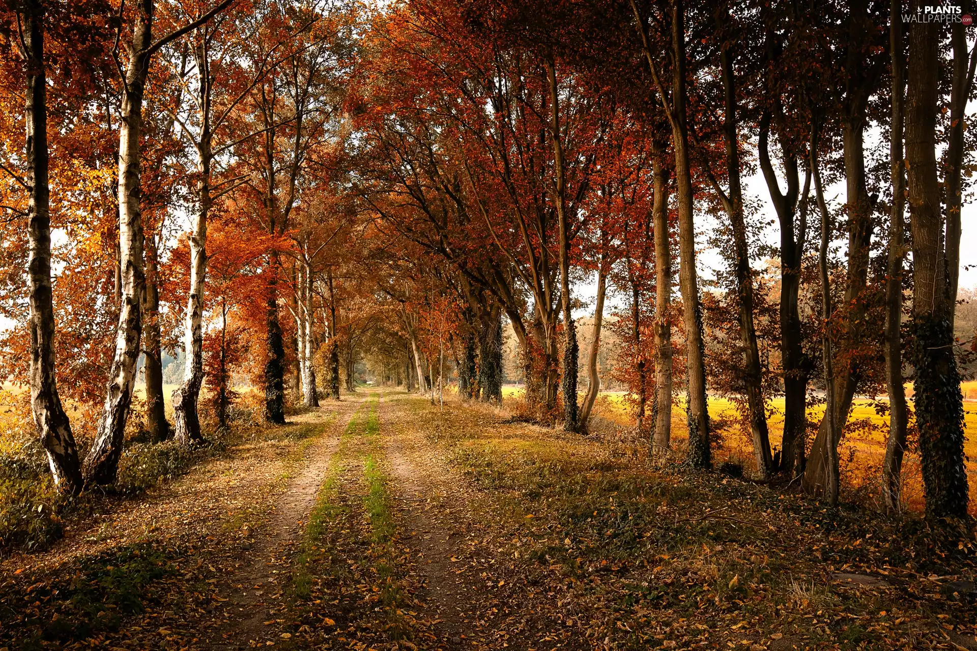 trees, autumn, birch, Way, viewes, forest