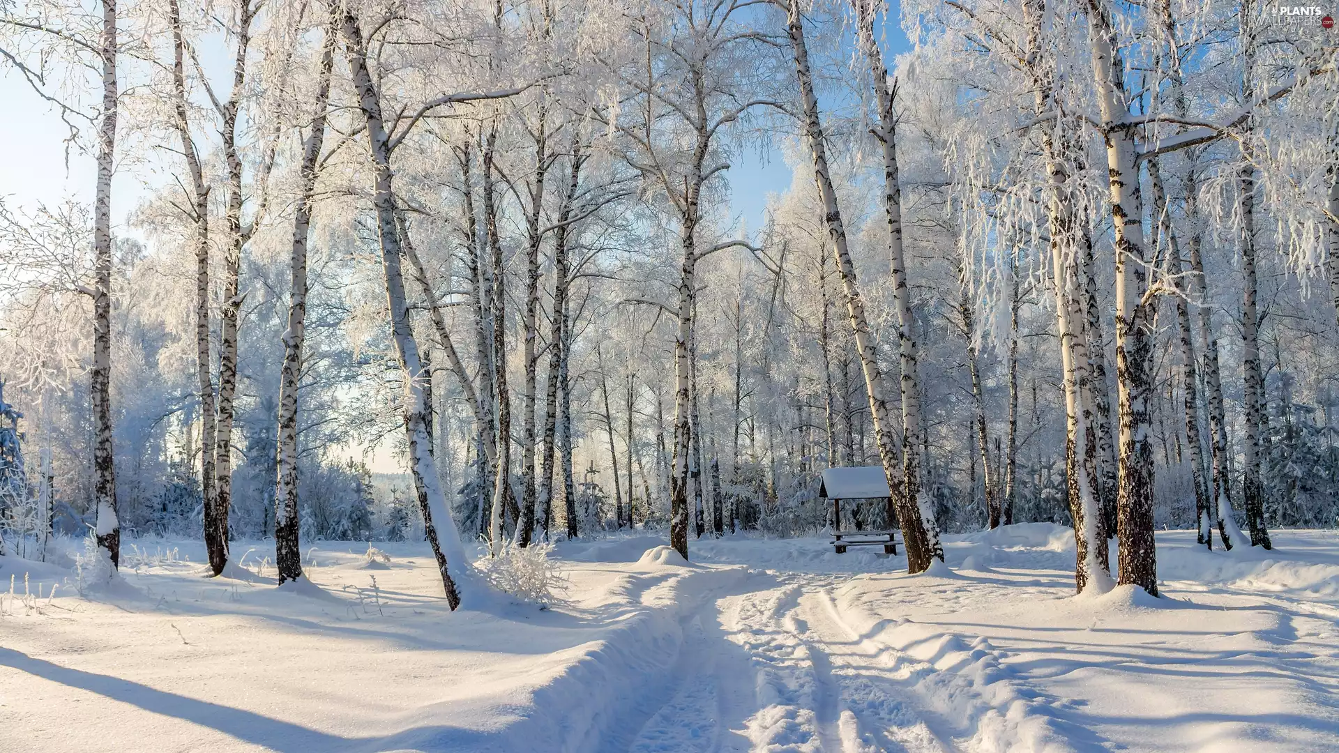 trees, winter, birch, Way, viewes, forest