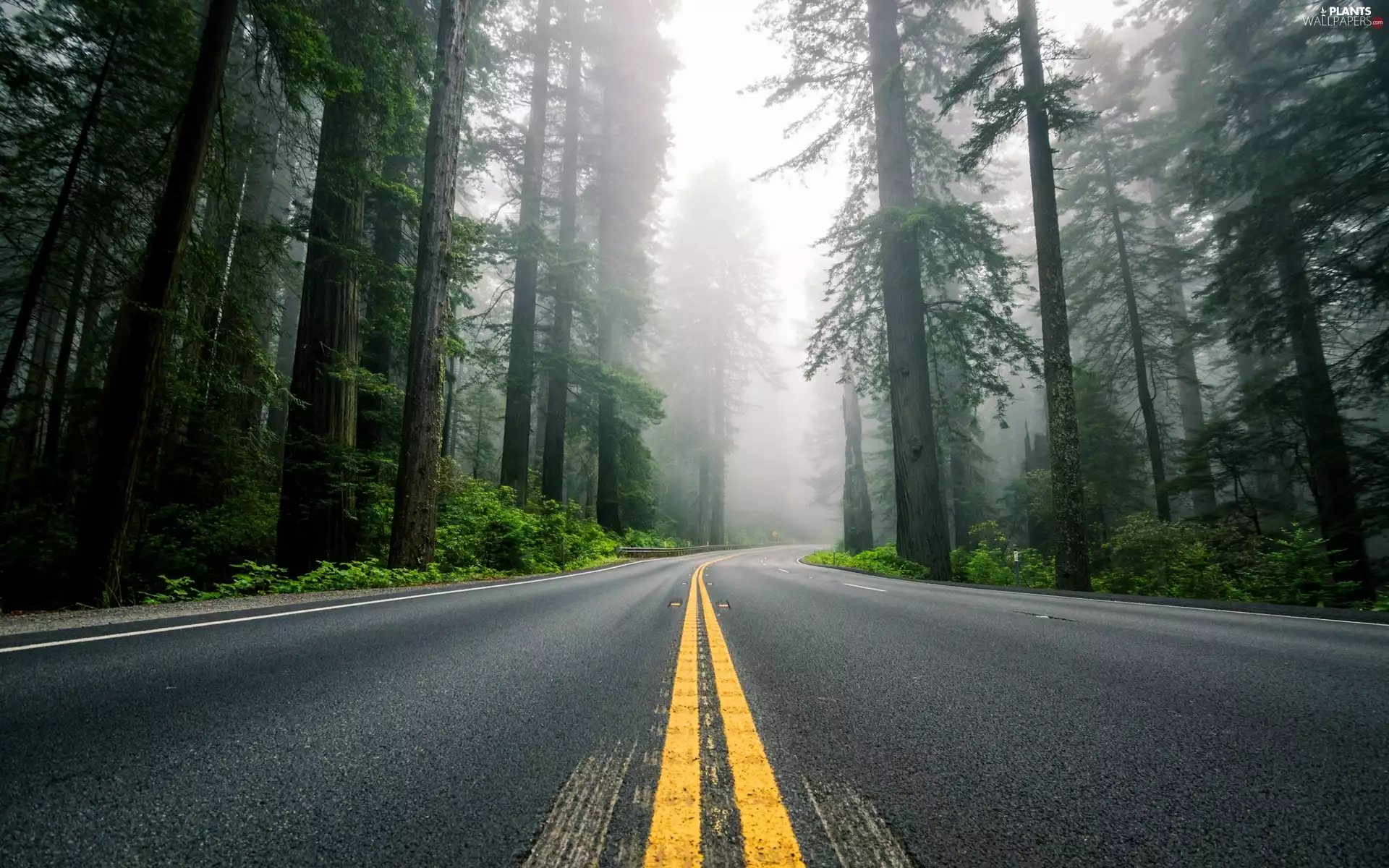 forest, redwoods, Fog, Way
