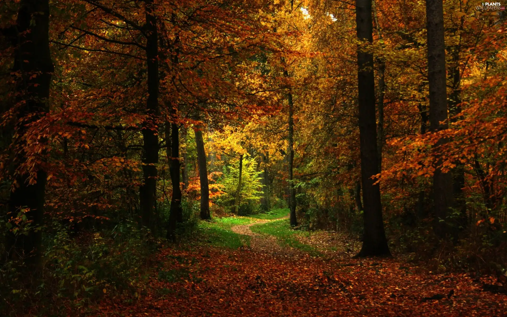 forest, Leaf, Way, autumn