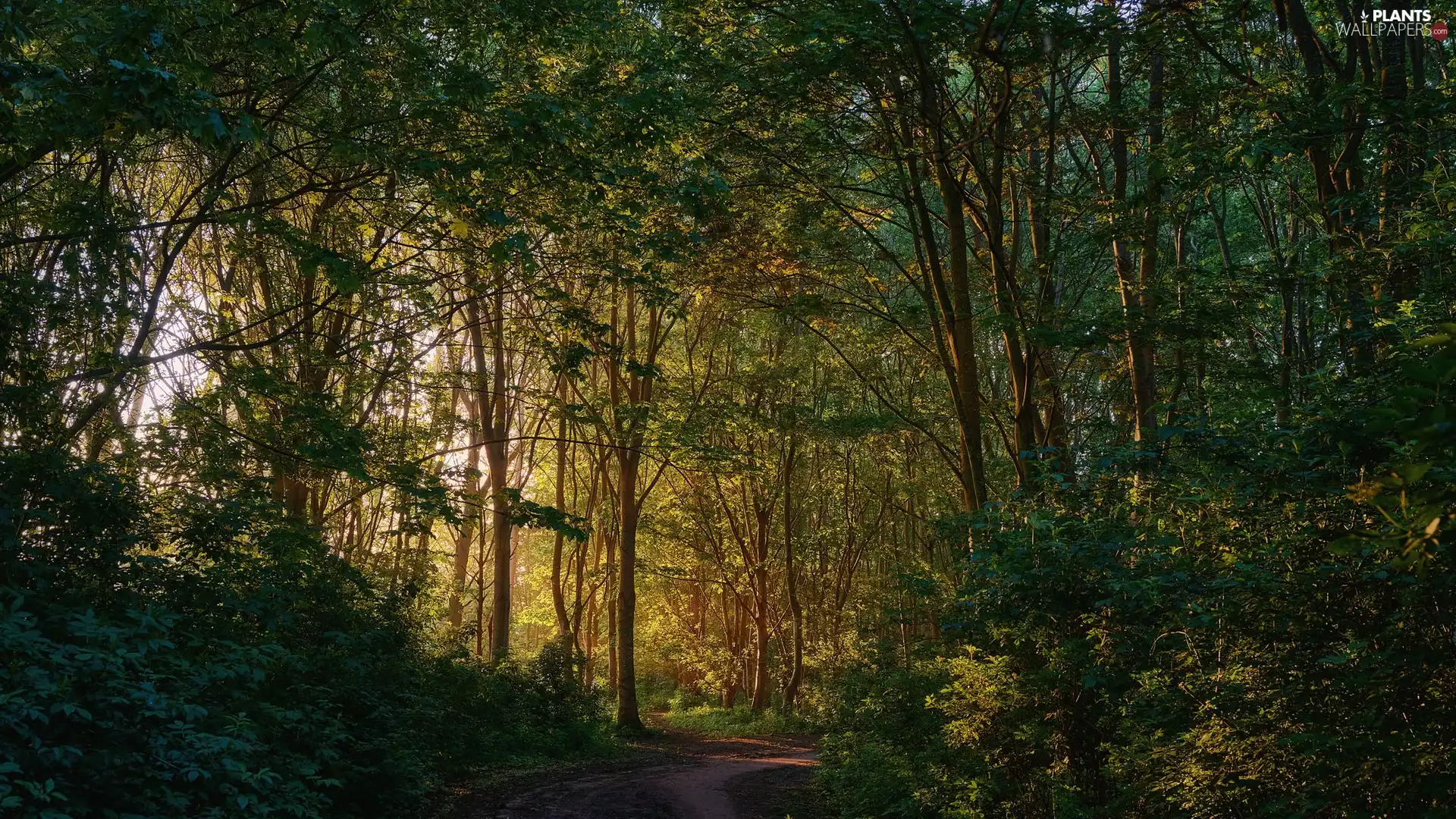 trees, summer, Path, Way, viewes, forest