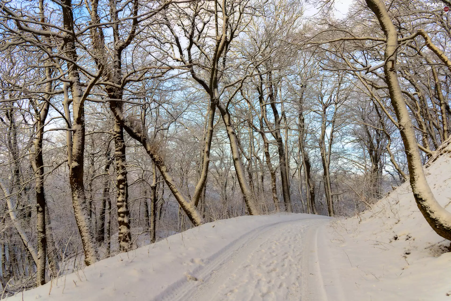 trees, winter, snowy, Way, viewes, forest