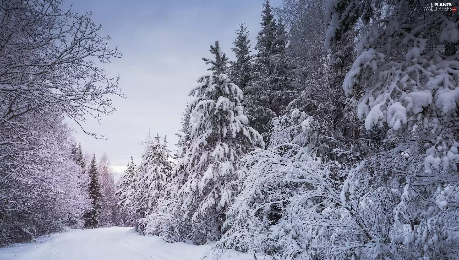 trees, winter, Spruces, Way, viewes, forest