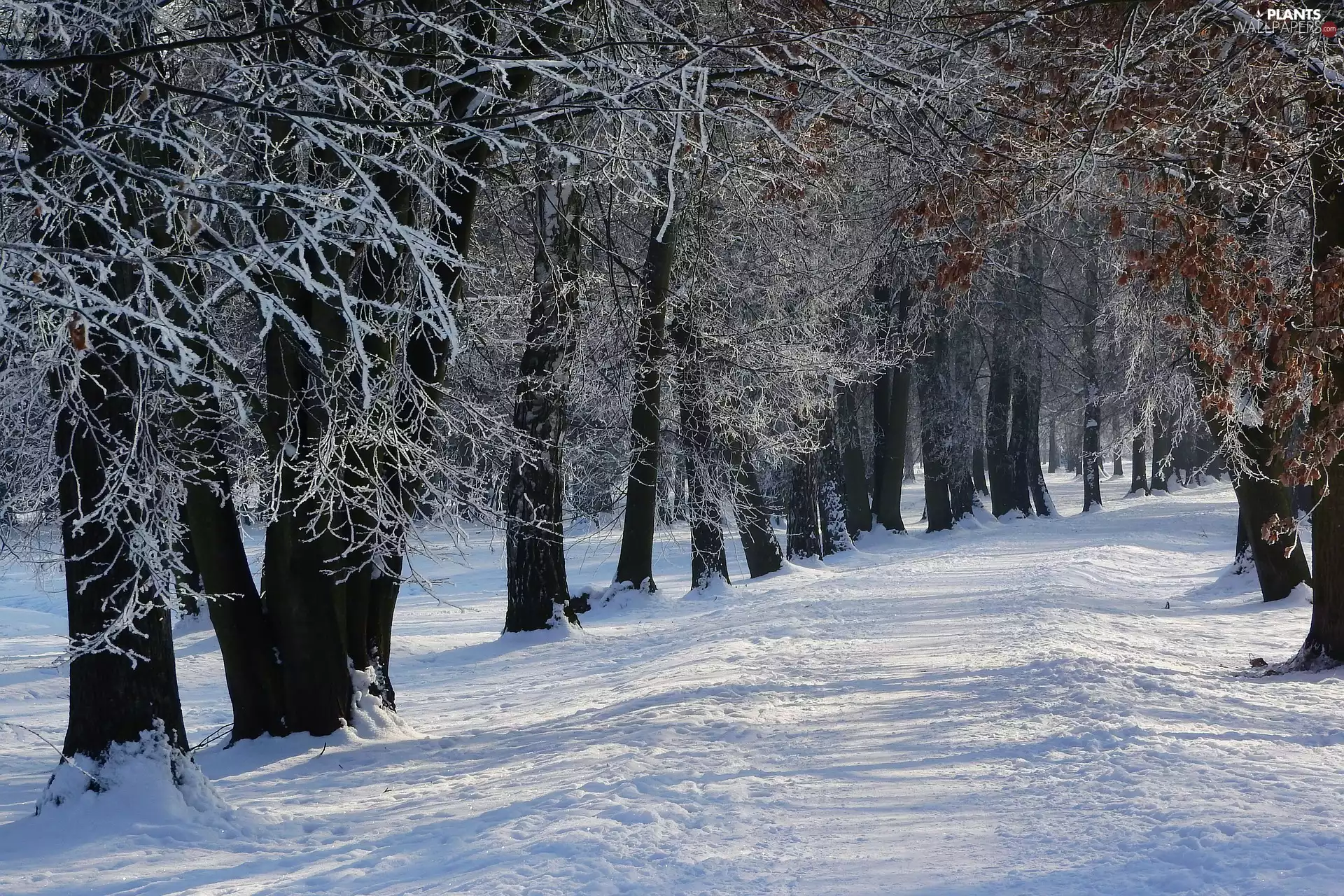 snow, winter, viewes, Way, trees, forest