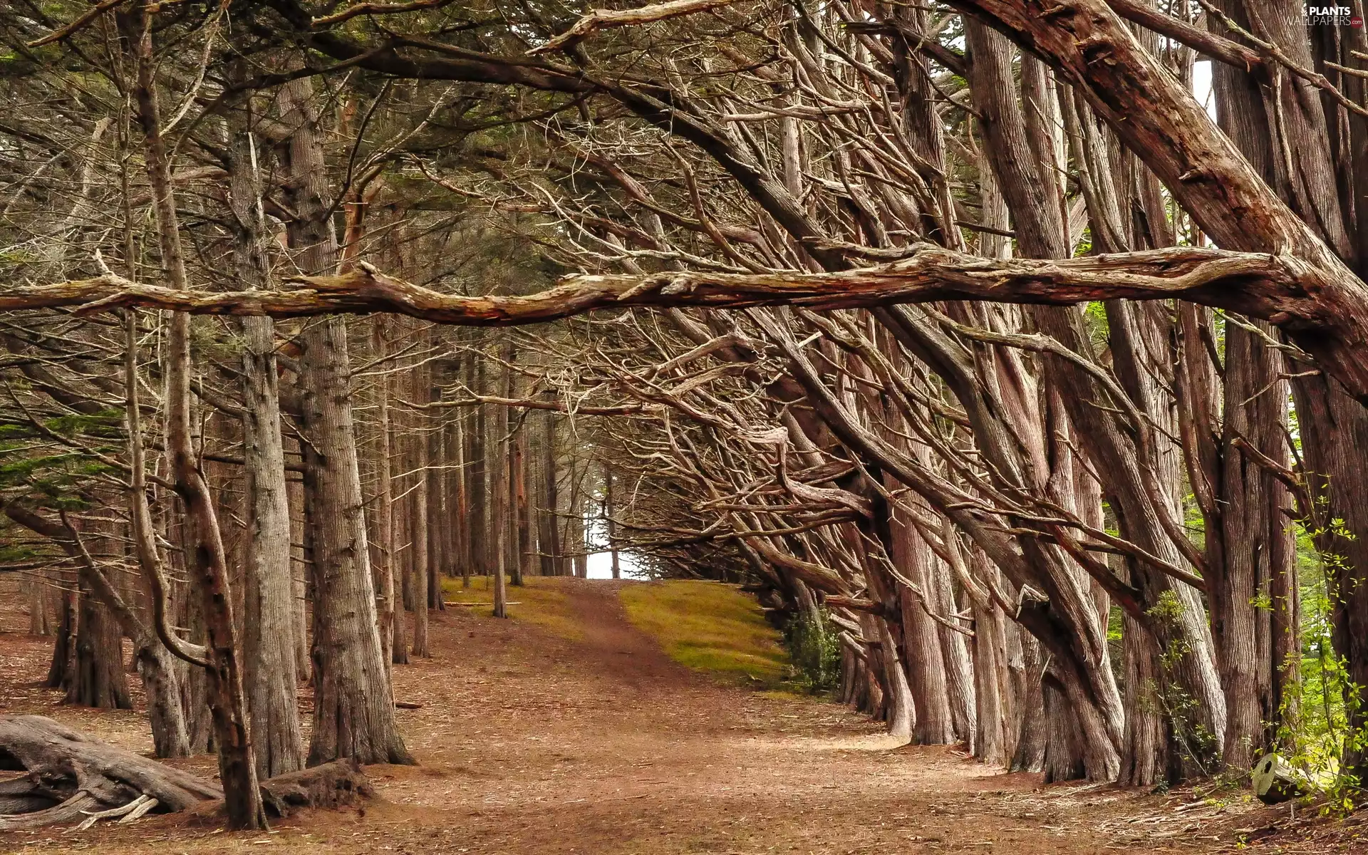 forest, trees, viewes, Way