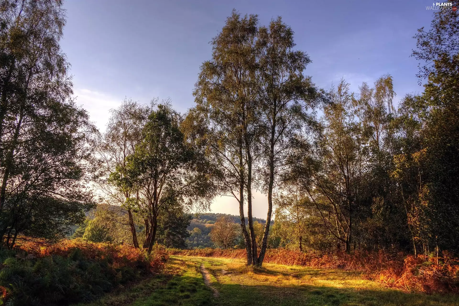 forest, trees, viewes, Way
