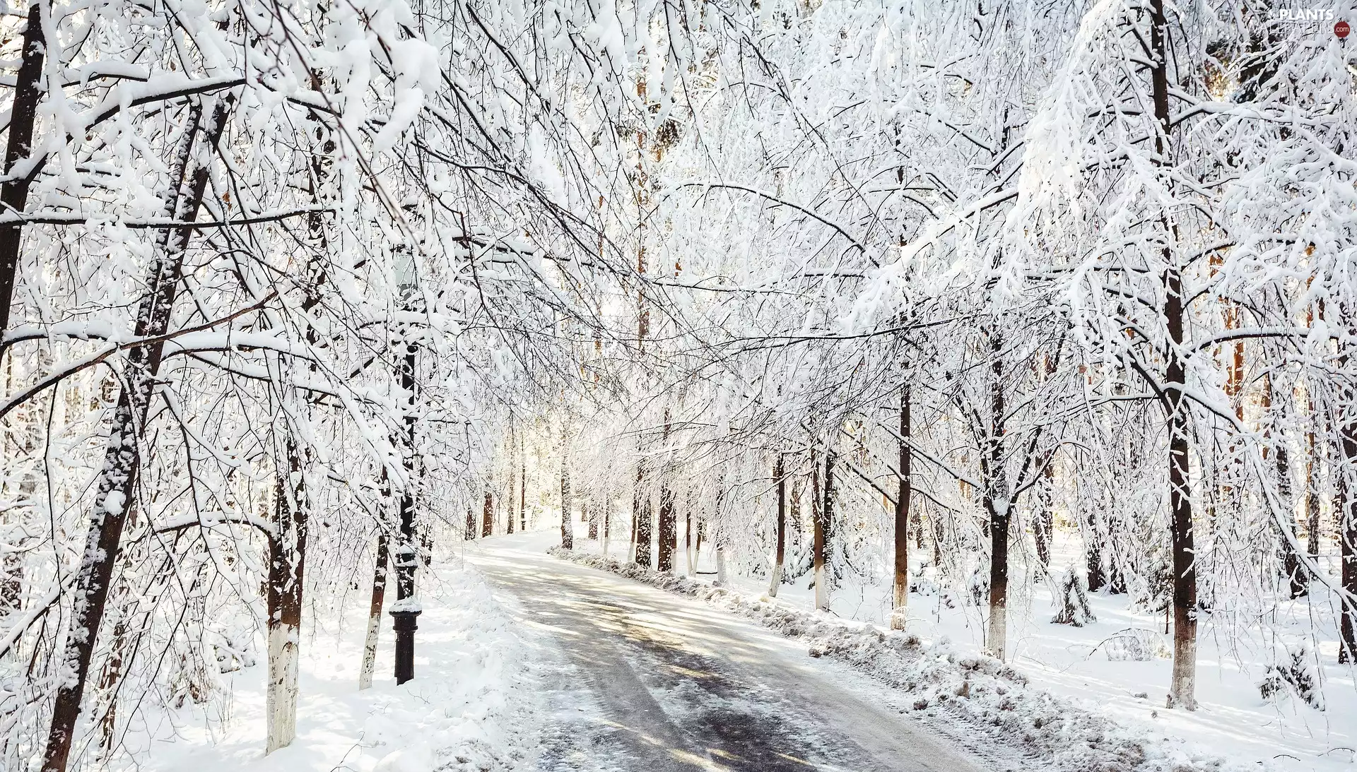 viewes, Way, forest, trees, winter