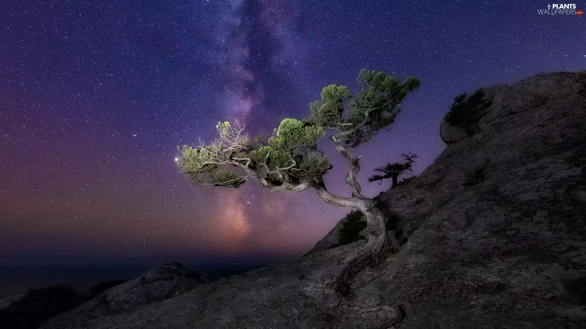 star, trees, Galaxy, pine, Rocks, Night, Star way