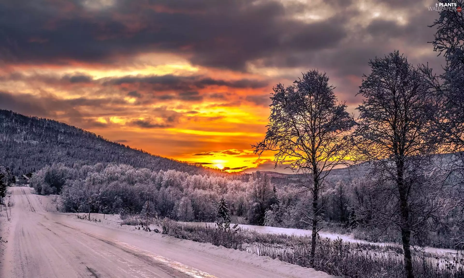 Way, Mountains, trees, woods, winter, Senja Island, Norway, Great Sunsets