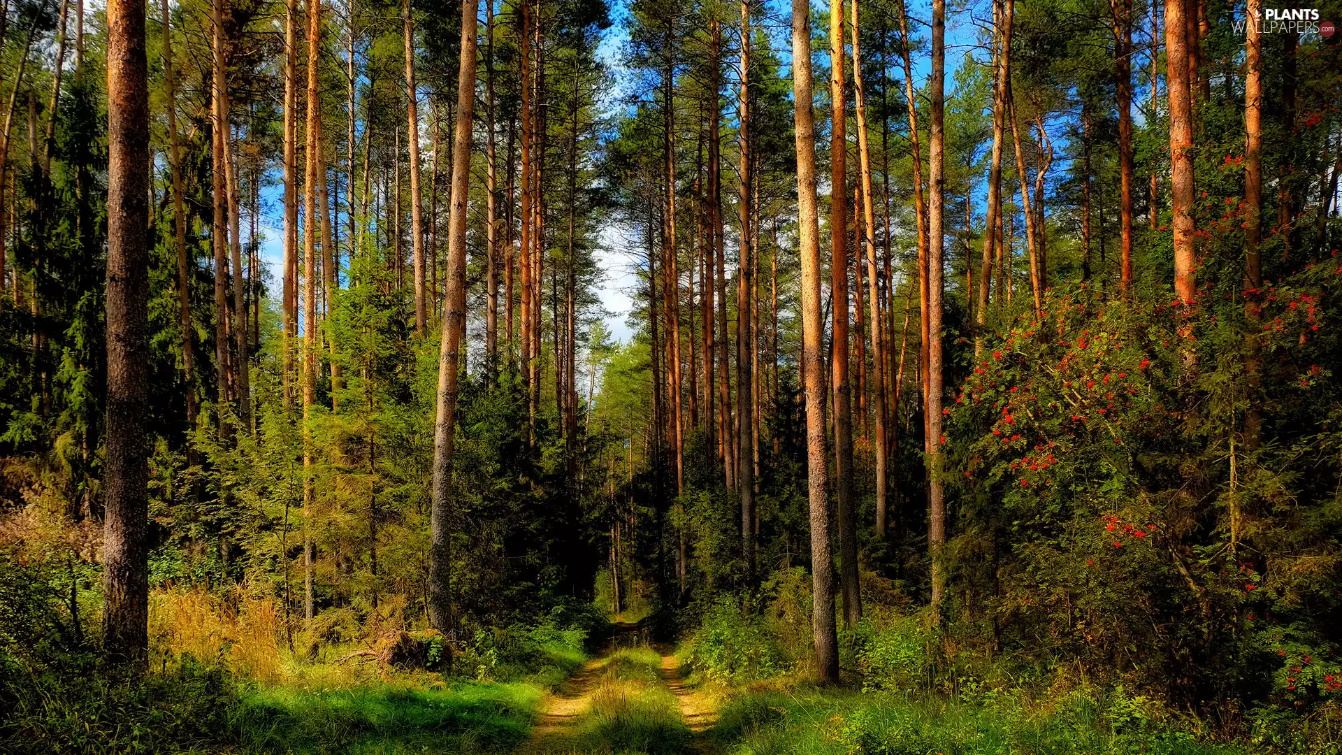 trees, forest, Bush, Way, viewes, high