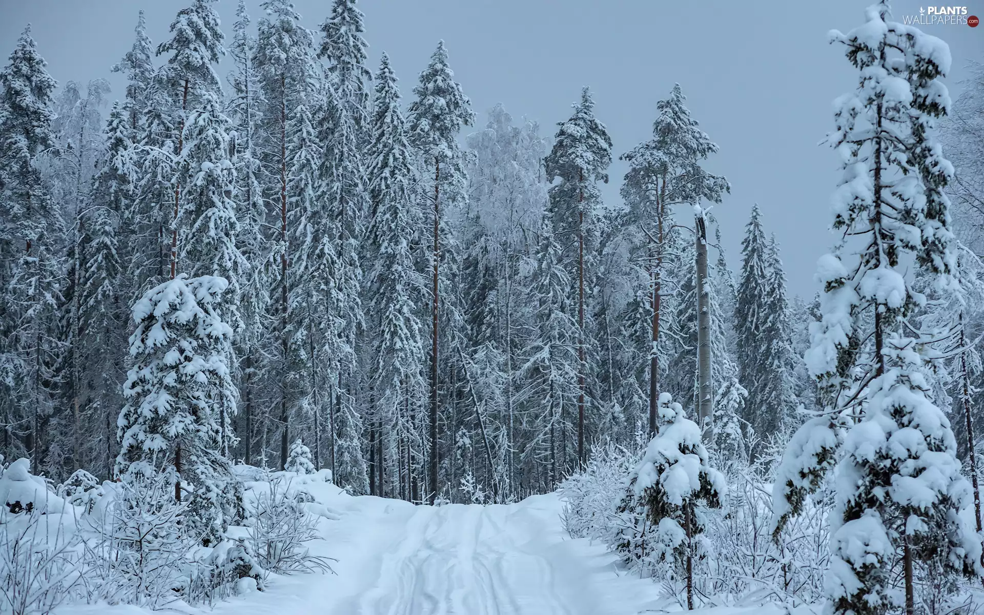 trees, winter, forest, Way, viewes, high