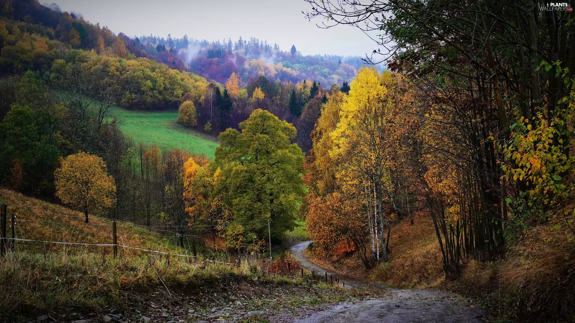 fence, viewes, Hill, Way, trees, Fog, autumn