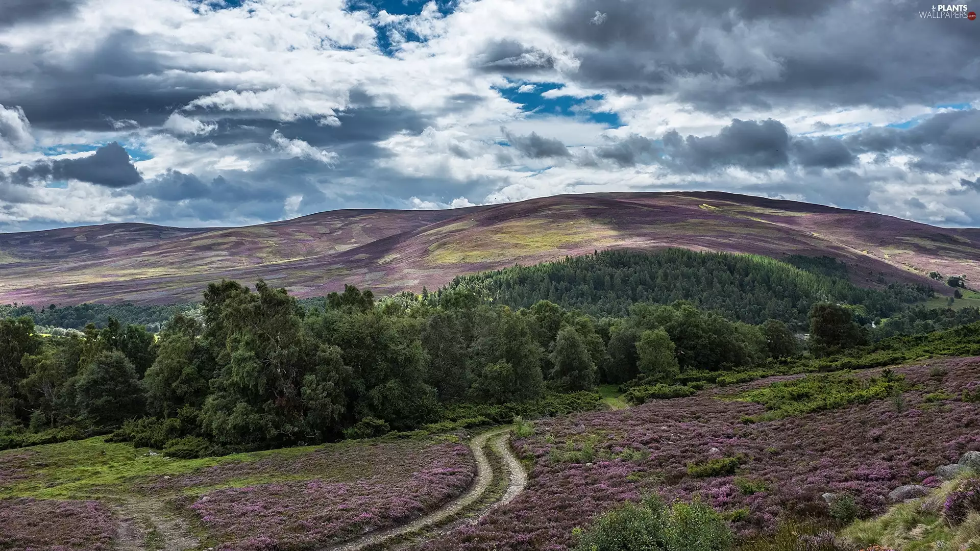 Way, forest, heather, trees, heath, The Hills, clouds, viewes