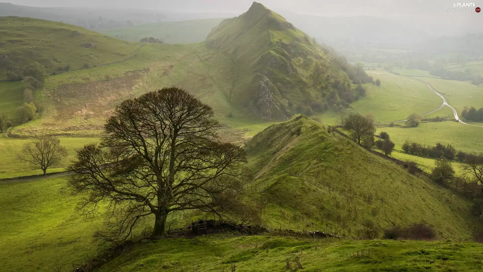 medows, The Hills, Way, Fog, trees, Valley