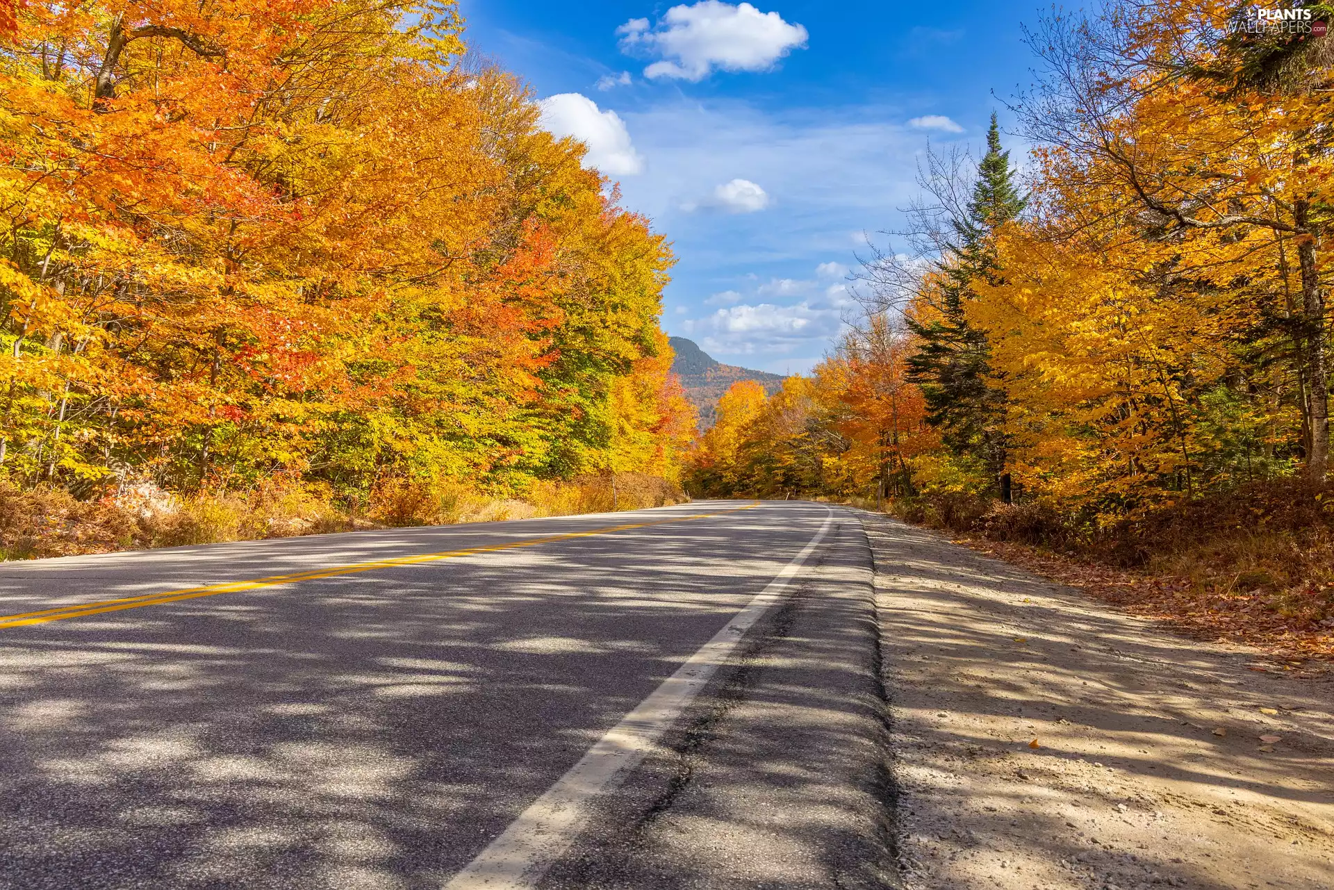 viewes, Way, illuminated, trees, autumn