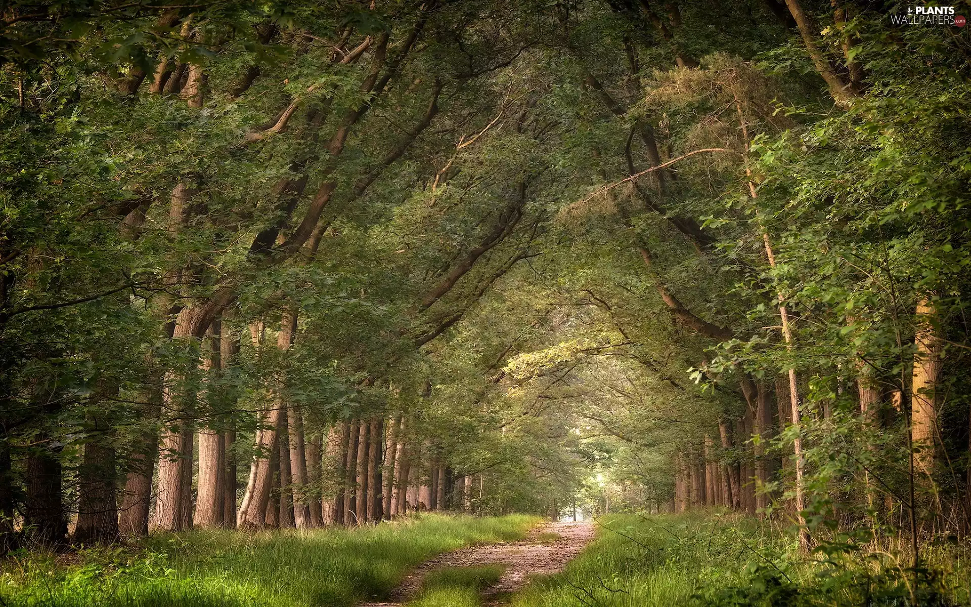 viewes, Way, illuminated, trees, forest