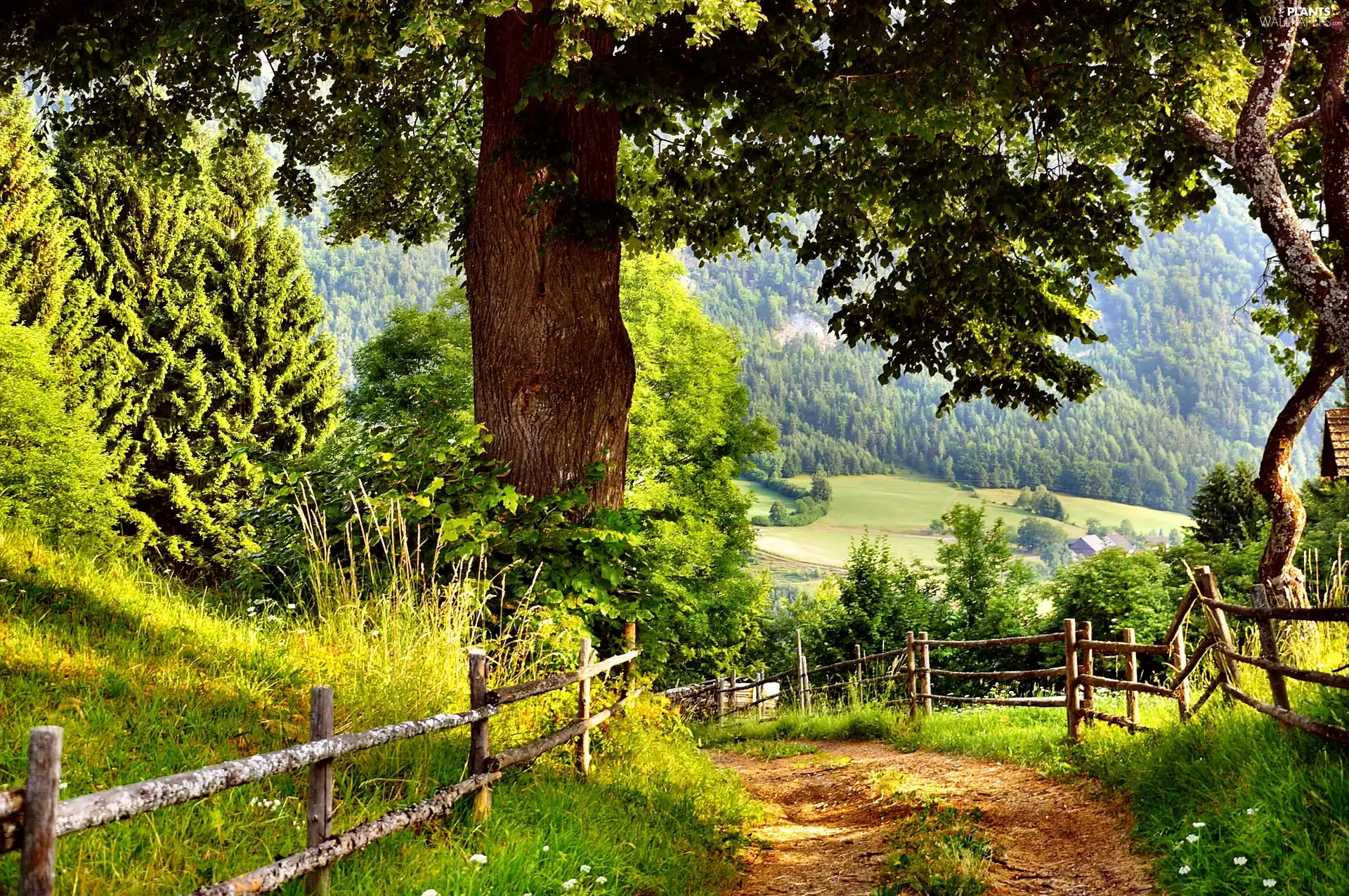 viewes, car in the meadow, fence, trees, Way