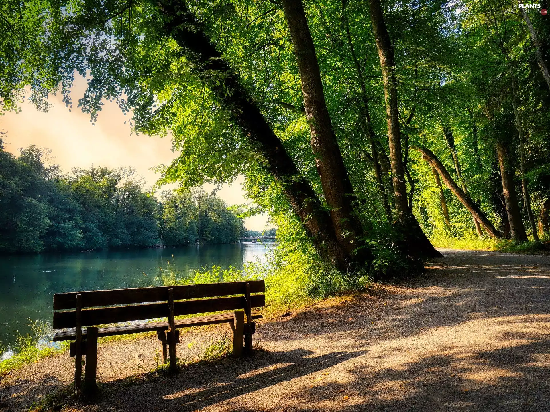 viewes, Way, lake, trees, Bench