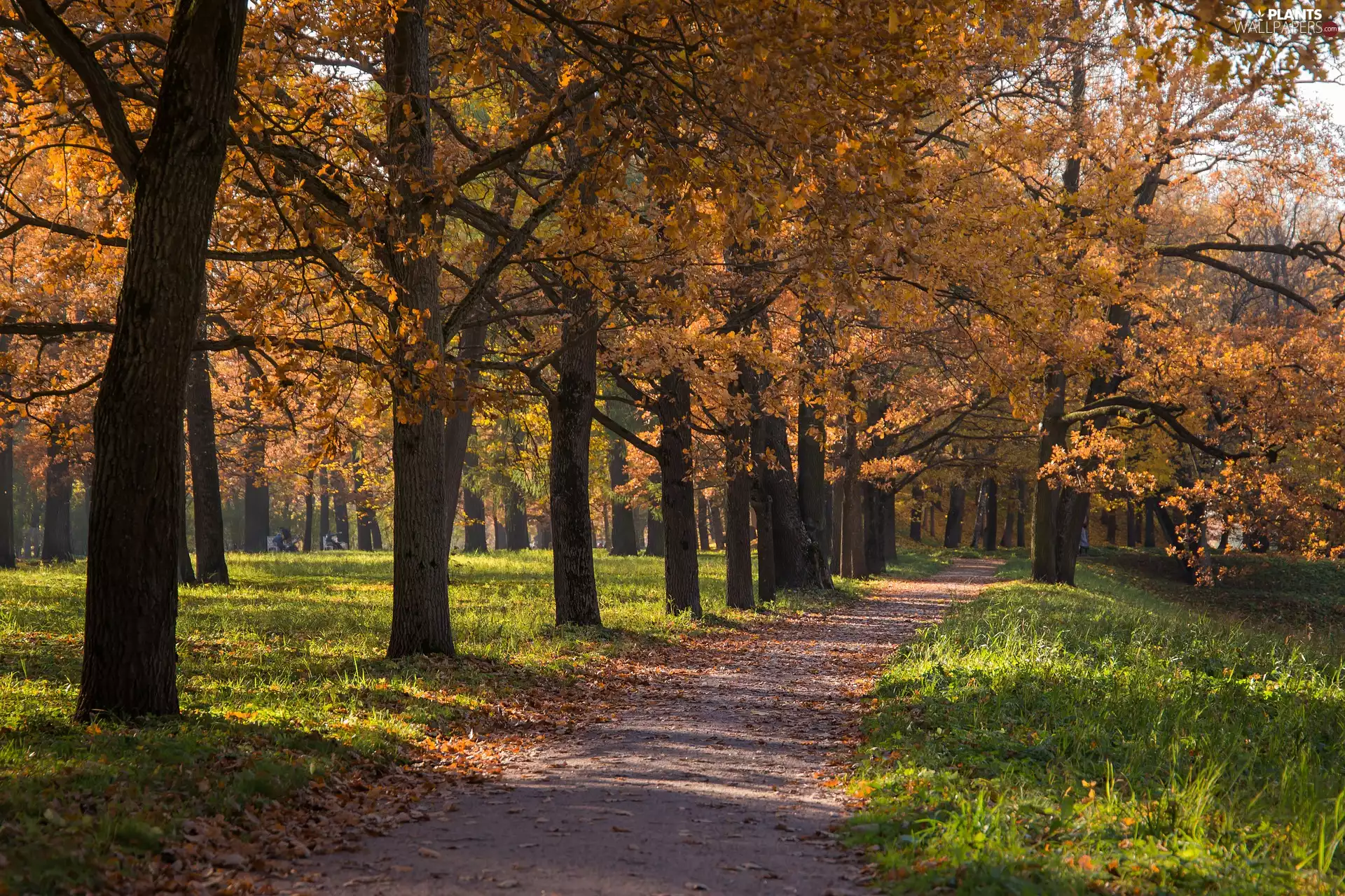 trees, Park, lane, Way, autumn, viewes, grass