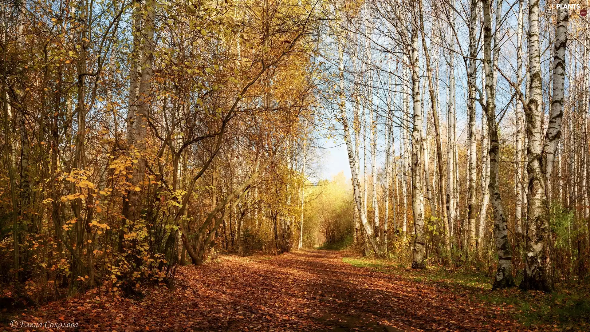 birch, autumn, Leaf, forest, fallen, viewes, trees, Way