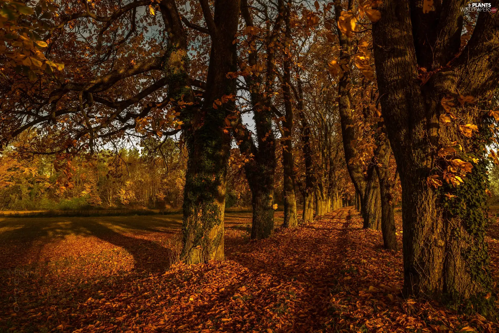 viewes, autumn, Way, Leaf, hedge, trees