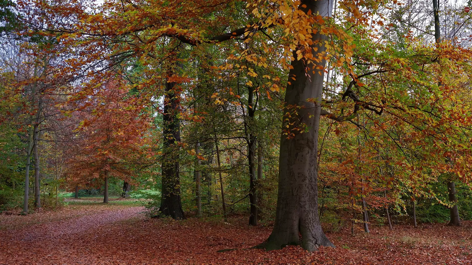 color, trees, Leaf, viewes, fallen, forest, autumn, Way