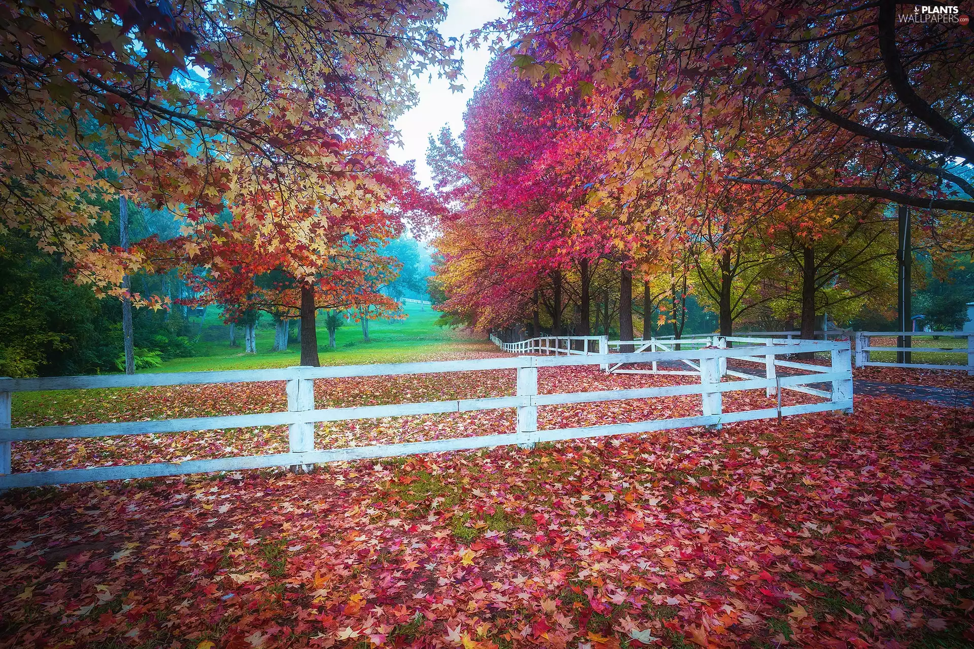 trees, viewes, Leaf, fence, fallen, autumn, Park, Way