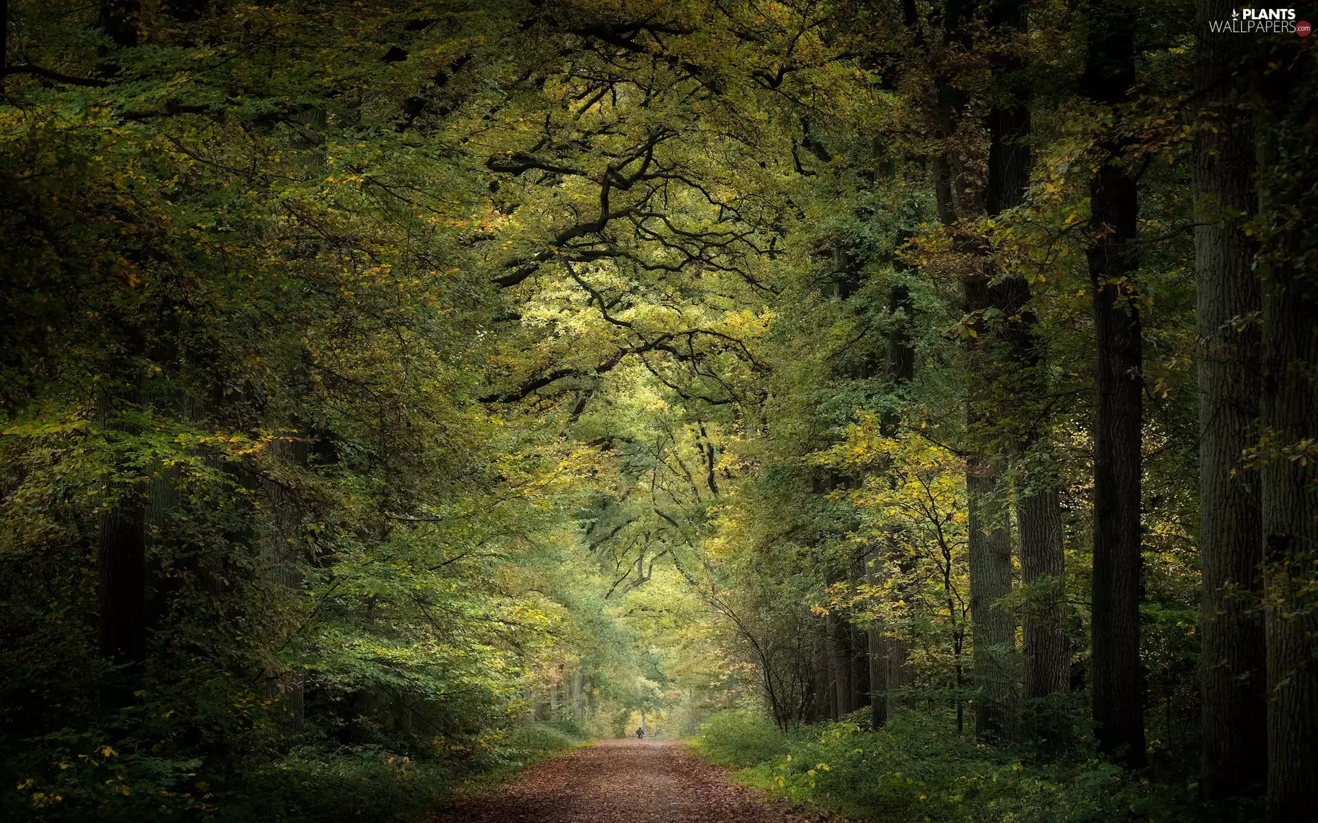 viewes, Way, leaved, trees, forest
