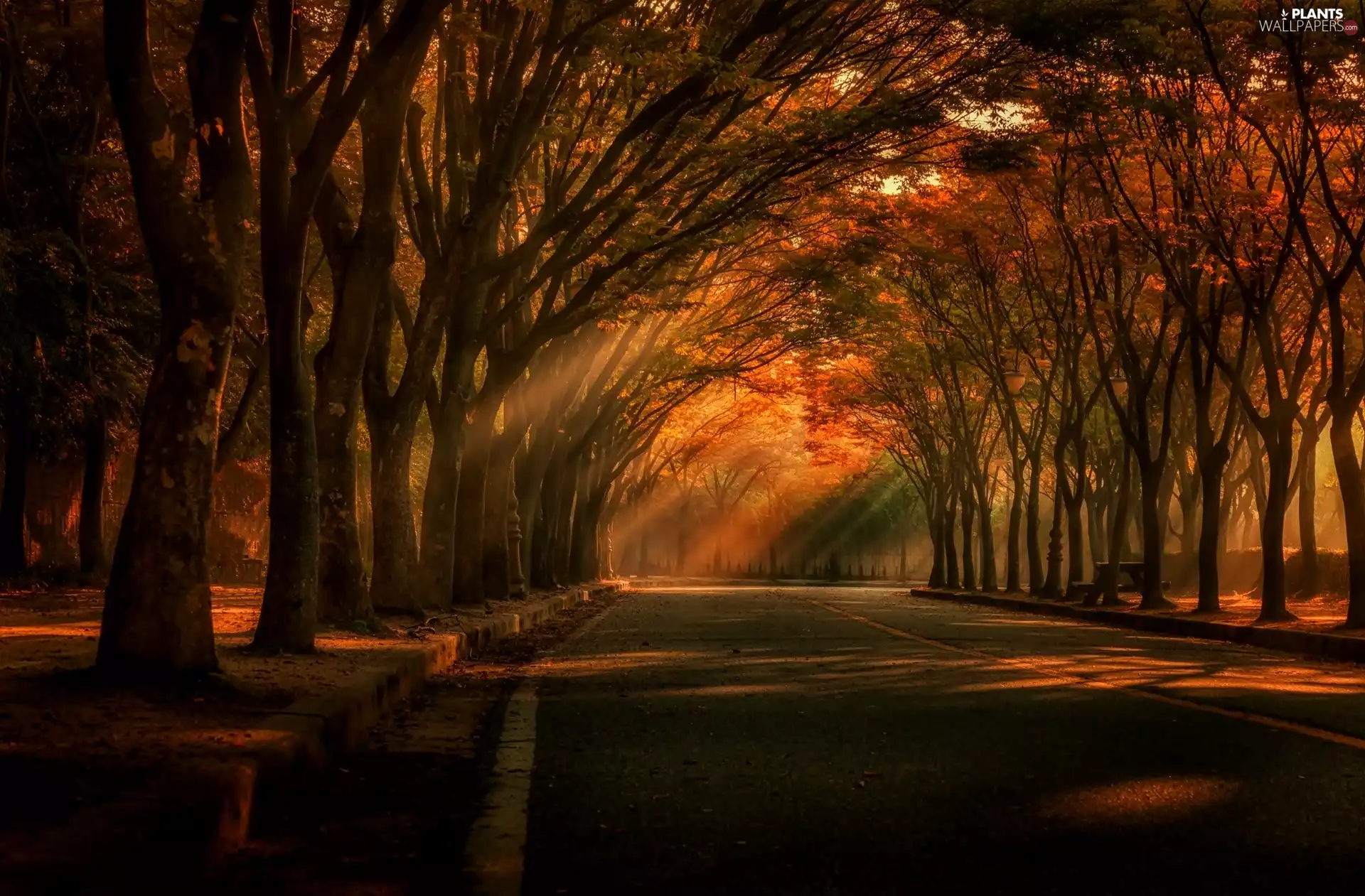 Way, autumn, trees, viewes, flash, luminosity, ligh, sun, Przebijające