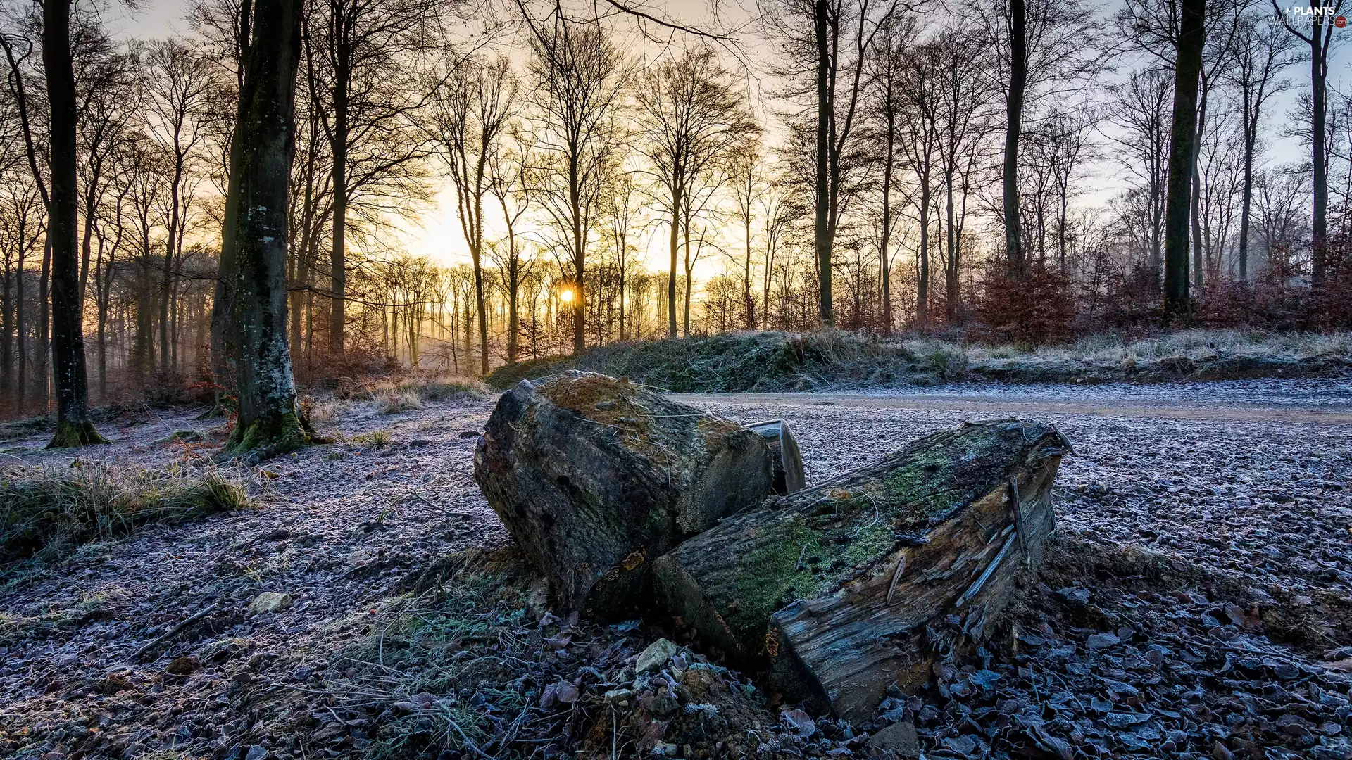 viewes, forest, Logs, trees, Sunrise, White frost, Way