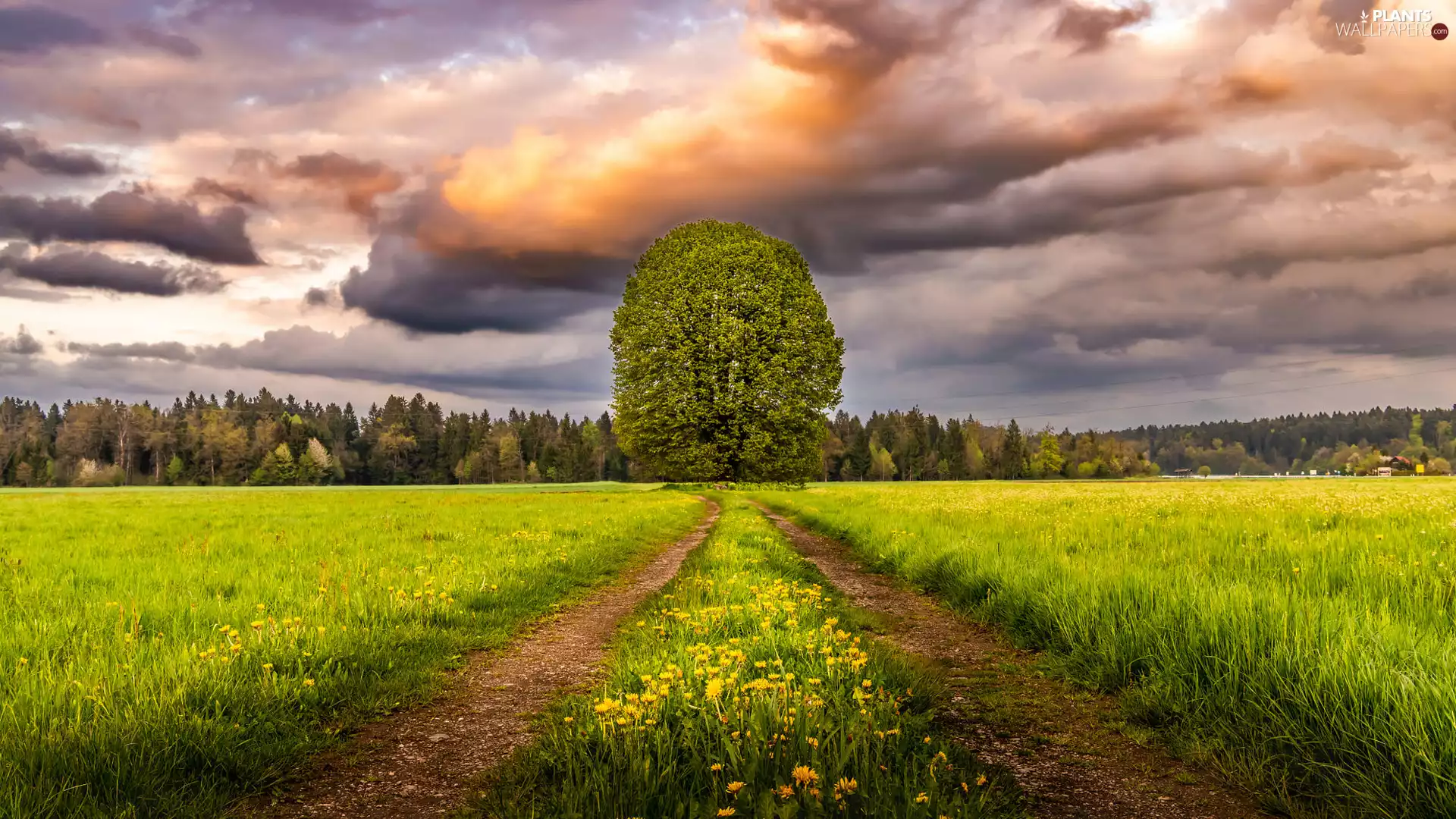 Sky, Way, medows, cloudy, trees