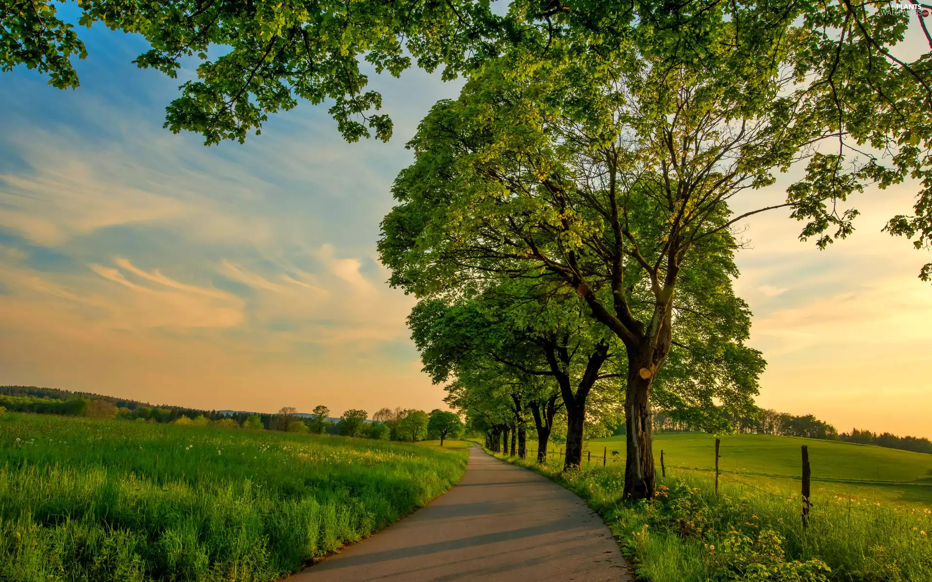 medows, trees, viewes, Way