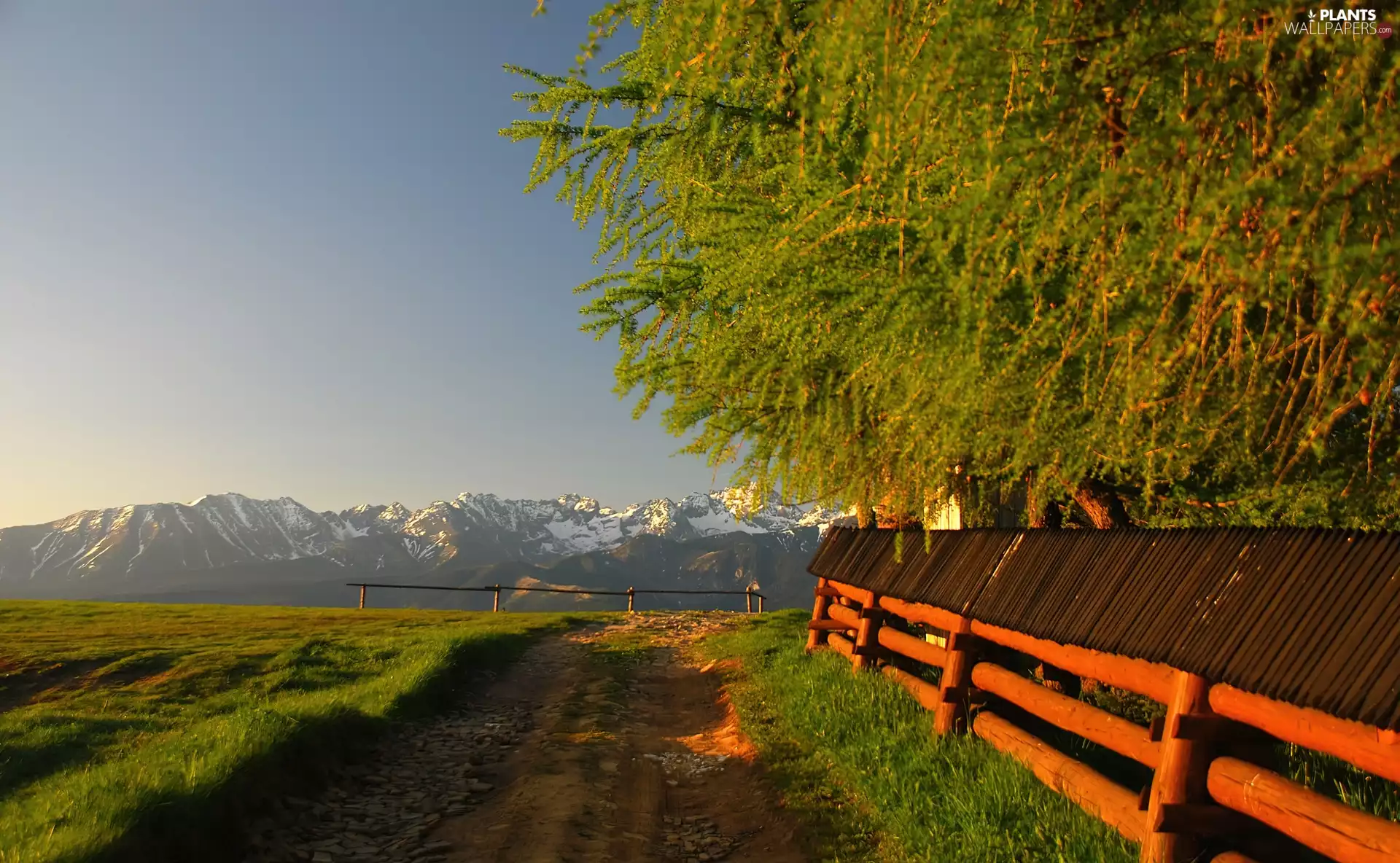 Mountains, trees, viewes, Way
