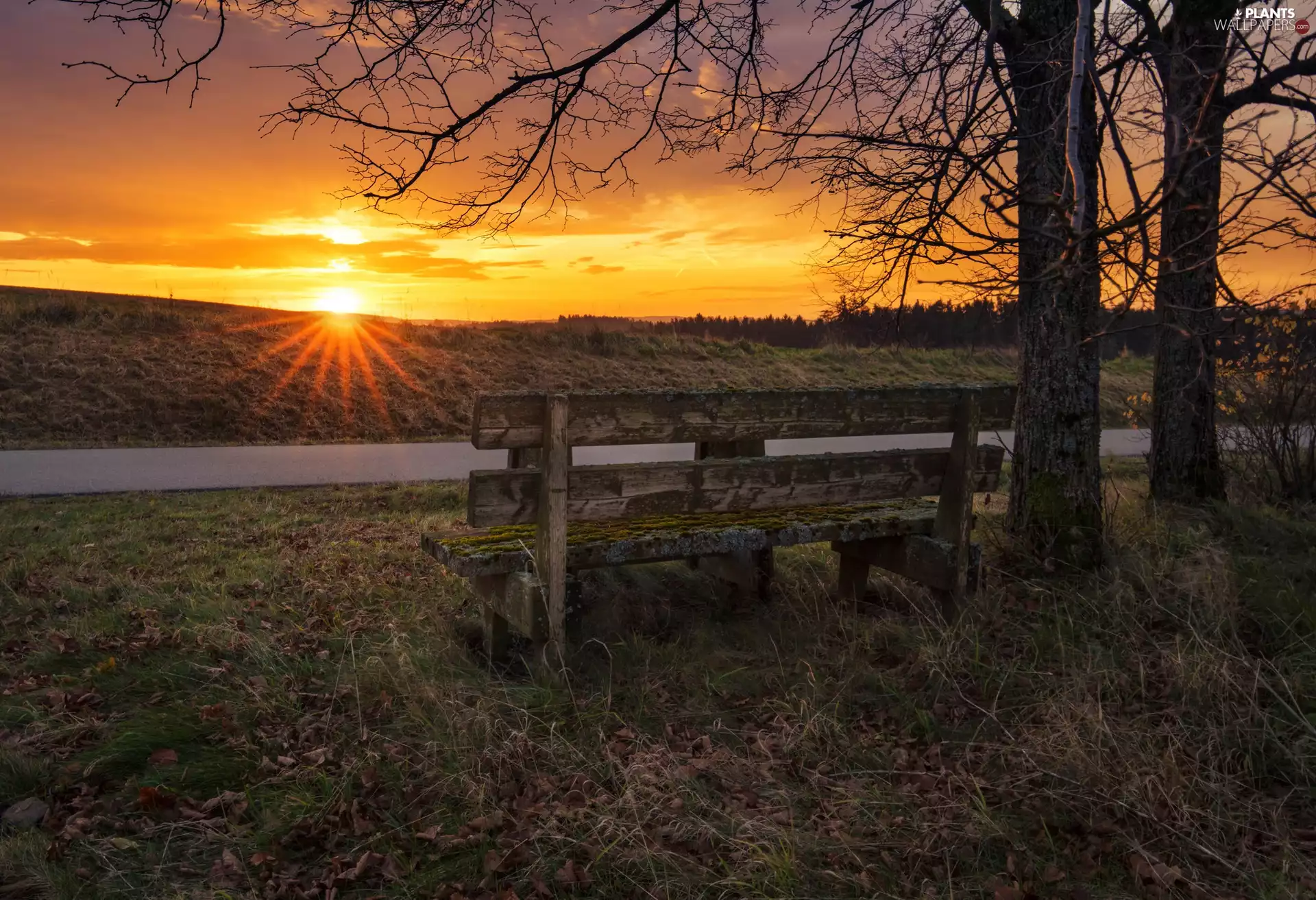 Bench, rays of the Sun, trees, viewes, Way