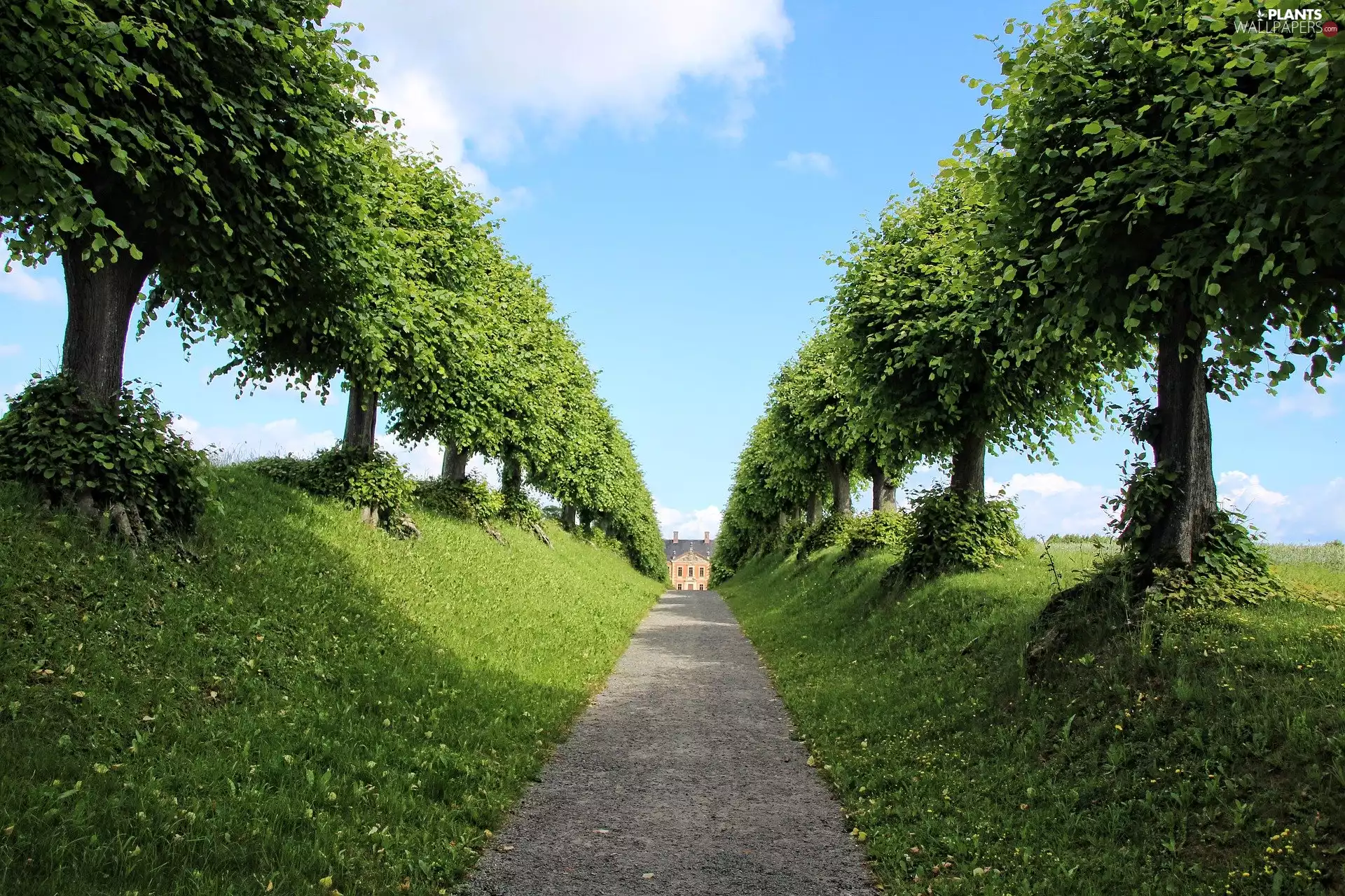 viewes, green ones, trees, trees, alley, Avenues, Way