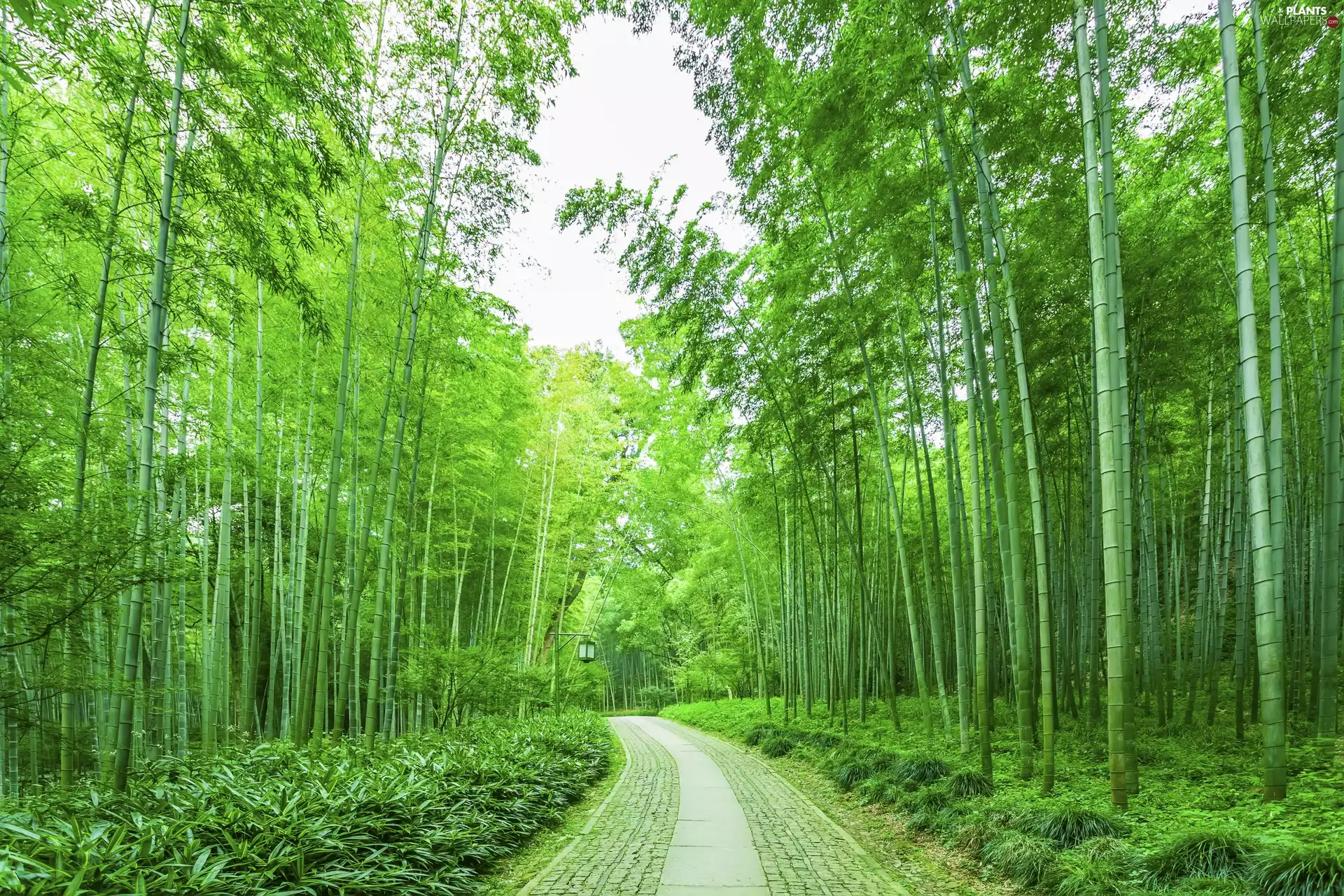 viewes, green ones, VEGETATION, trees, forest, bamboos, Way